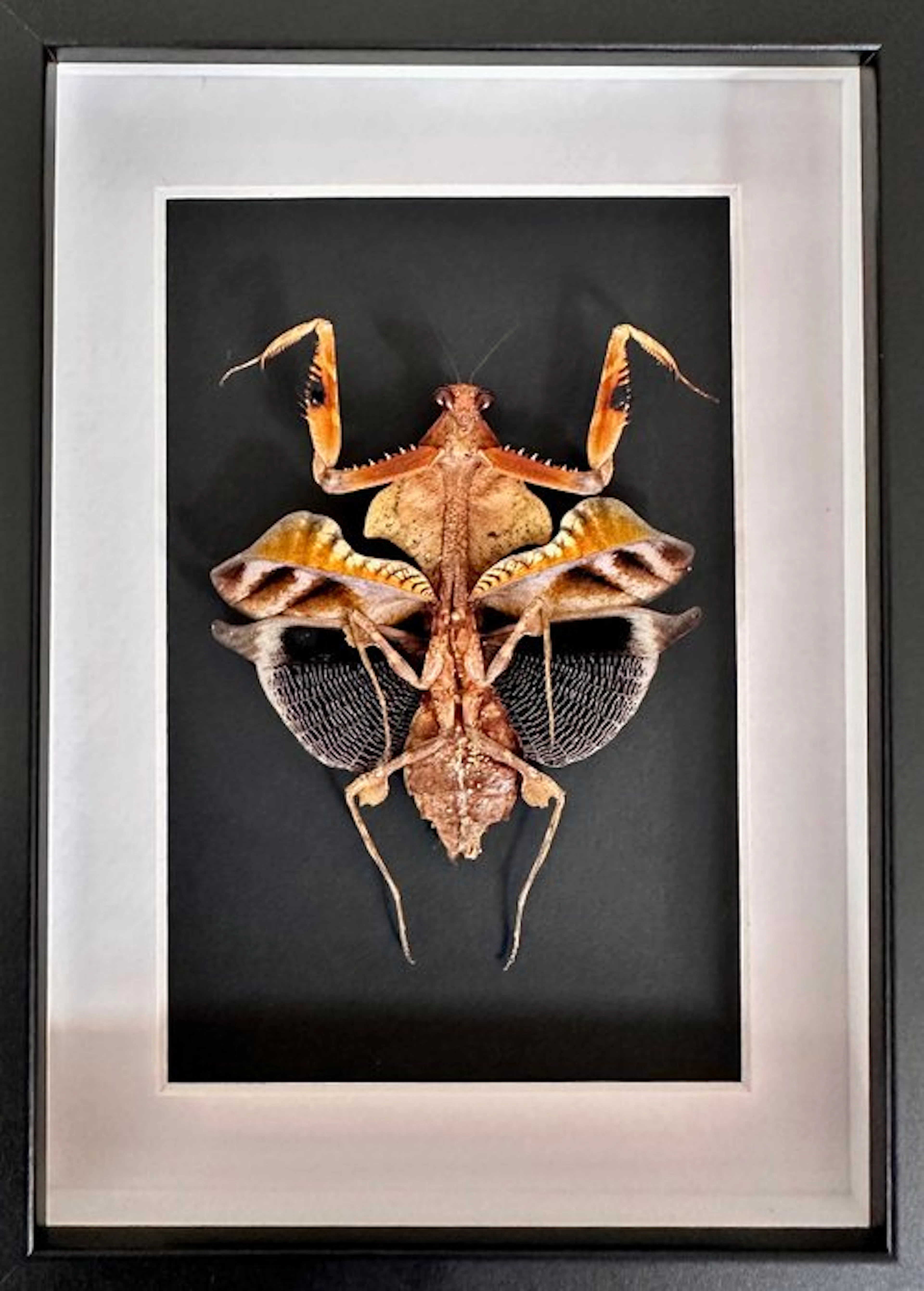 Giant Dead Leaf Mantis - Taxidermy full body mount...