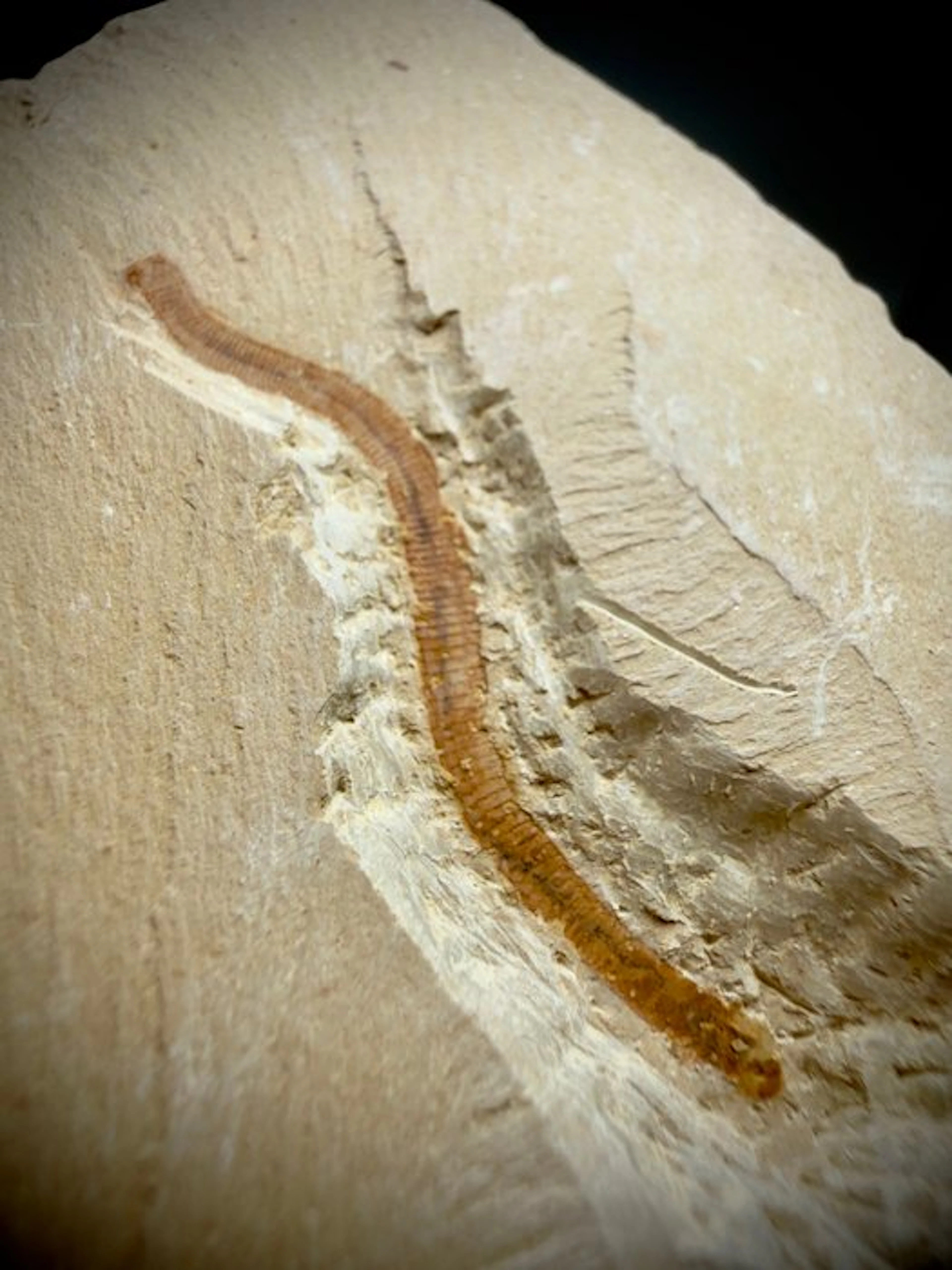 Stunning Cambrian Worms Plate- Exceptional Specimen –...