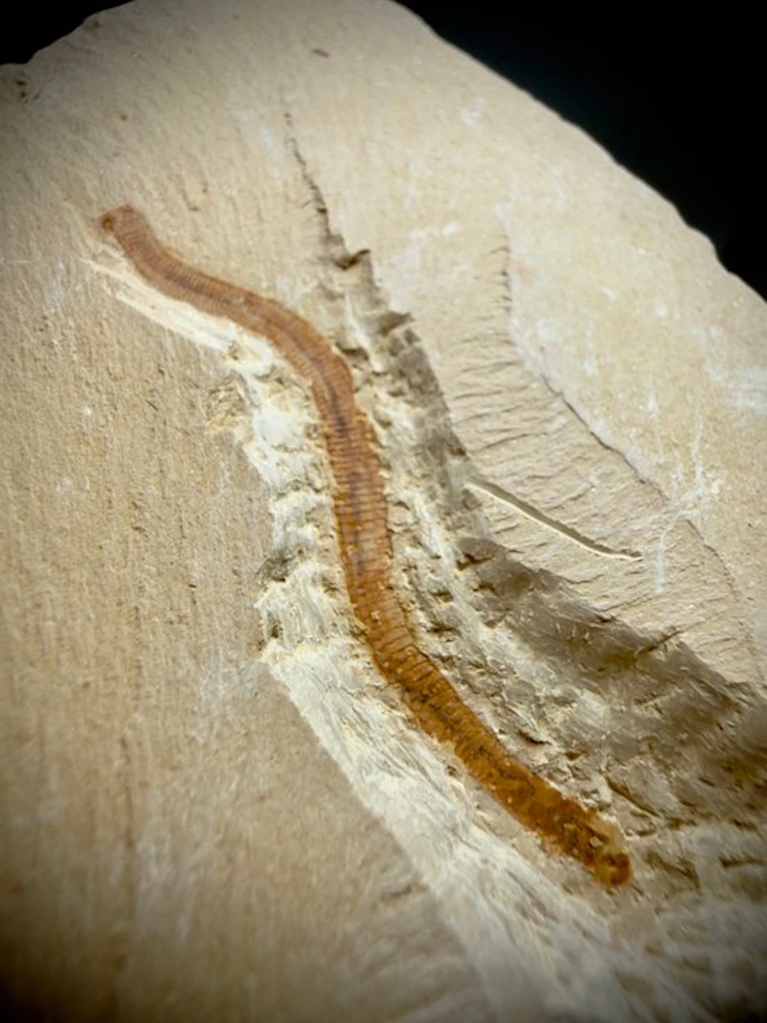 Stunning Cambrian Worms Plate- Exceptional Specimen –...