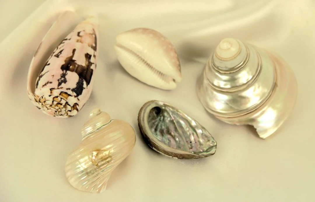 Conch Sea shell - Trochus Niloticus / Conus Striatus /...