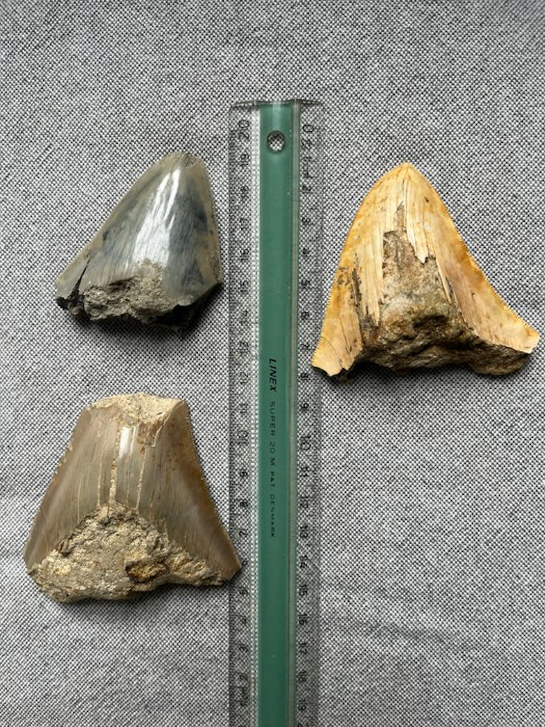 3 x Megalodon tooth 7,6 cm