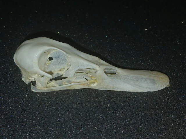 domestic duck Bird skull - Anas platyrhynchos domesticus...