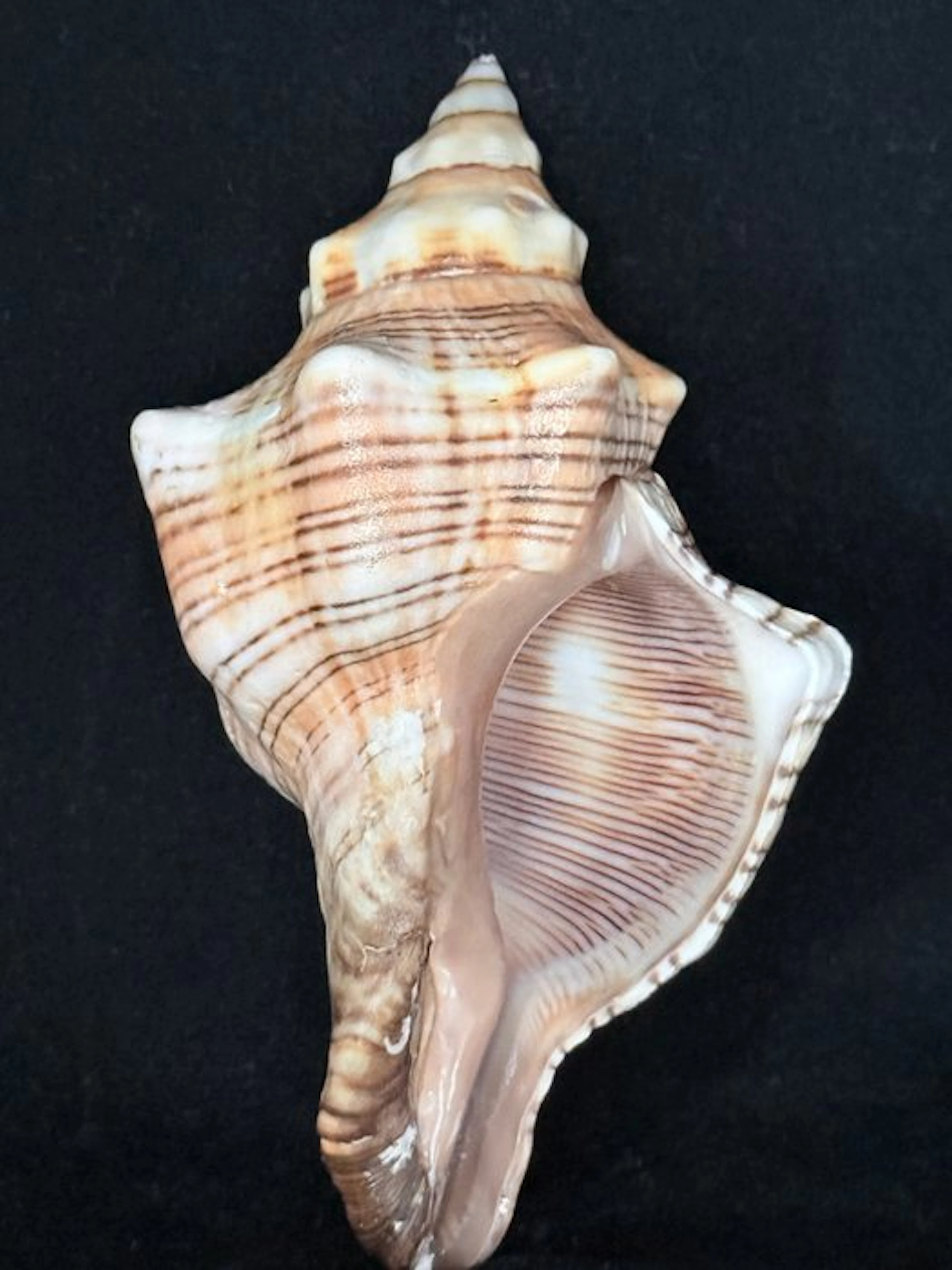 Sea Snail Sea shell - S-594 PLEUROPLOCA TRAPEZIUM (No reserve price)