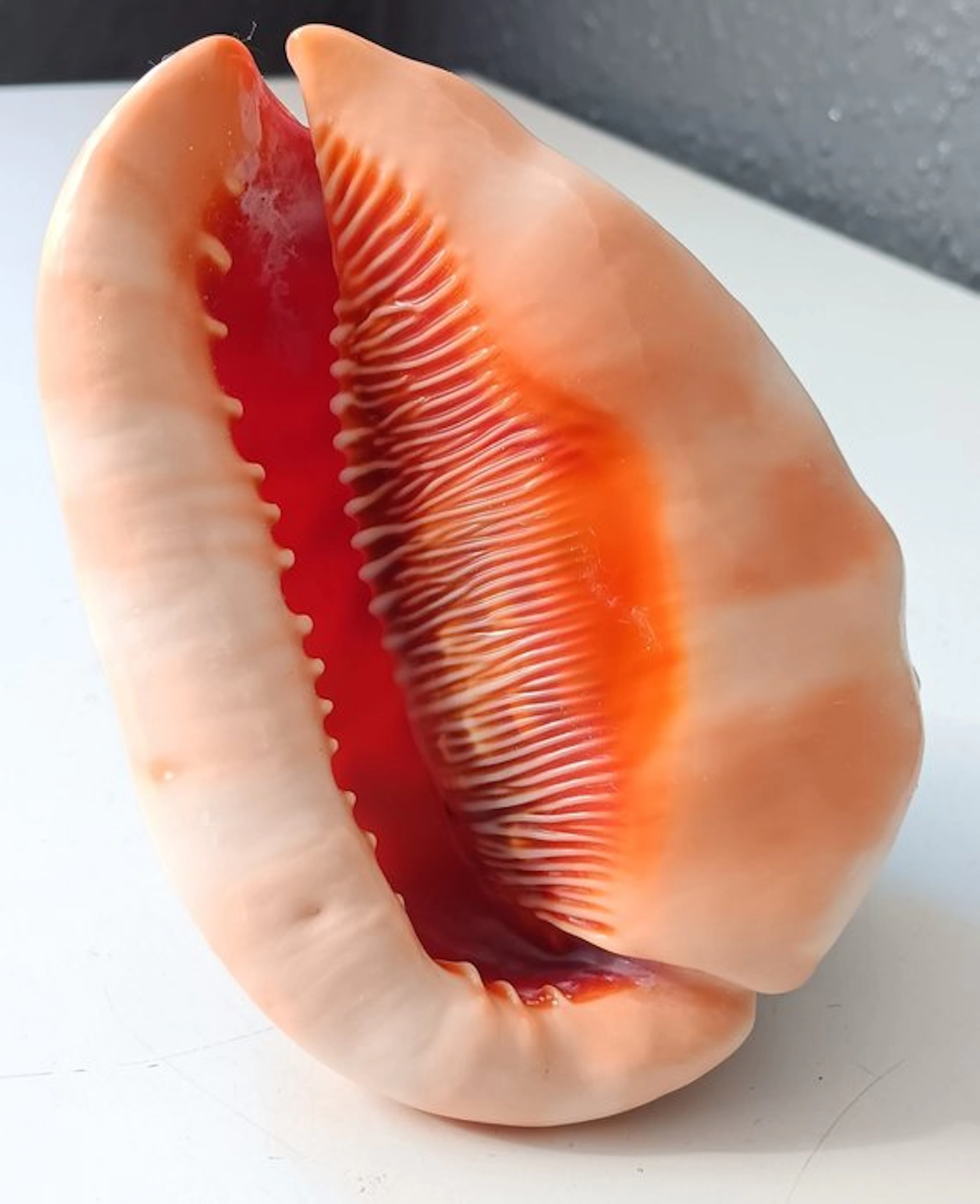 Bullmouth Sea shell - Cypraecassis rufa (No reserve price)