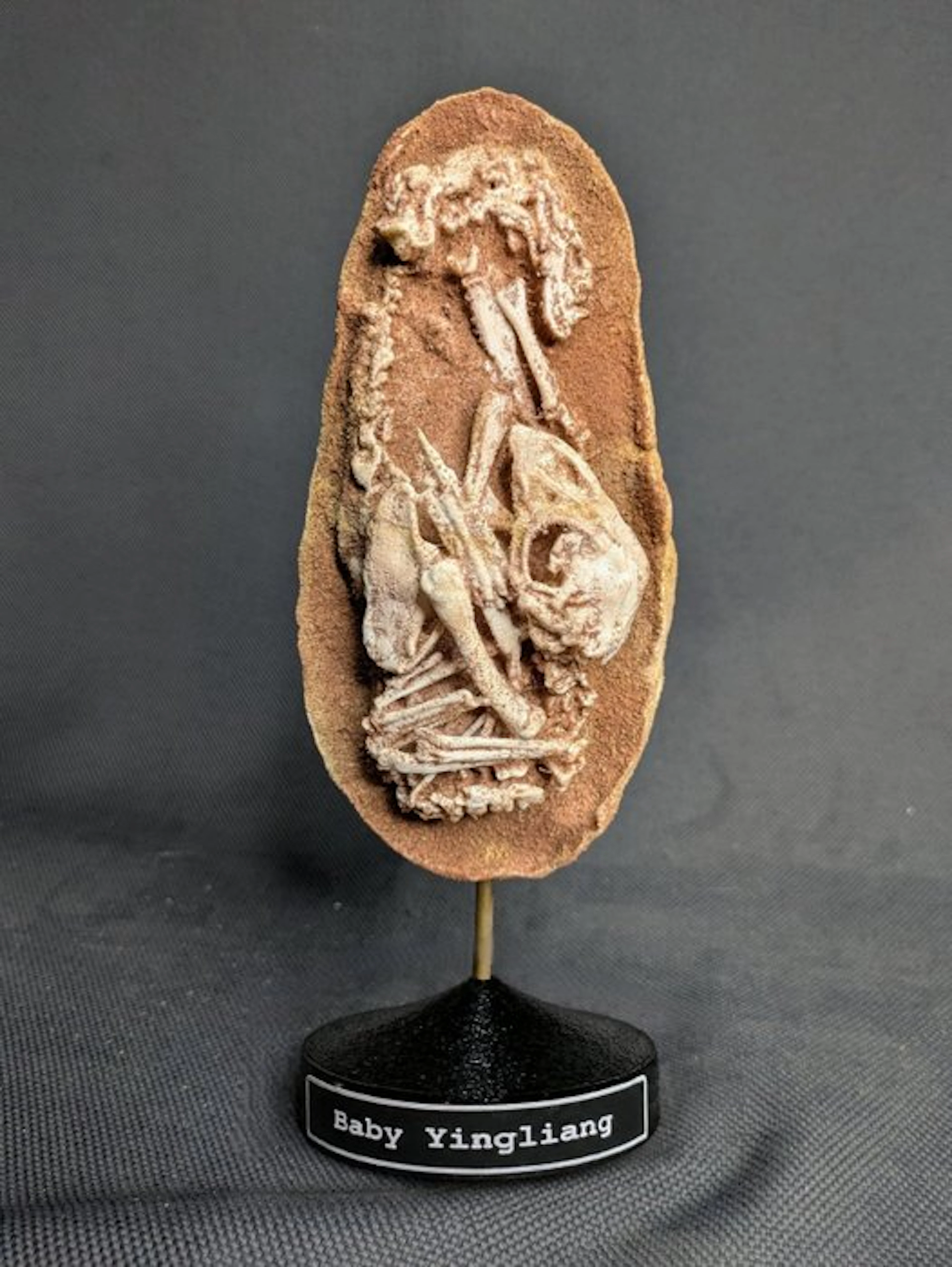 Dinosaur Embryo in Egg (“Baby Yingliang” specimen)...
