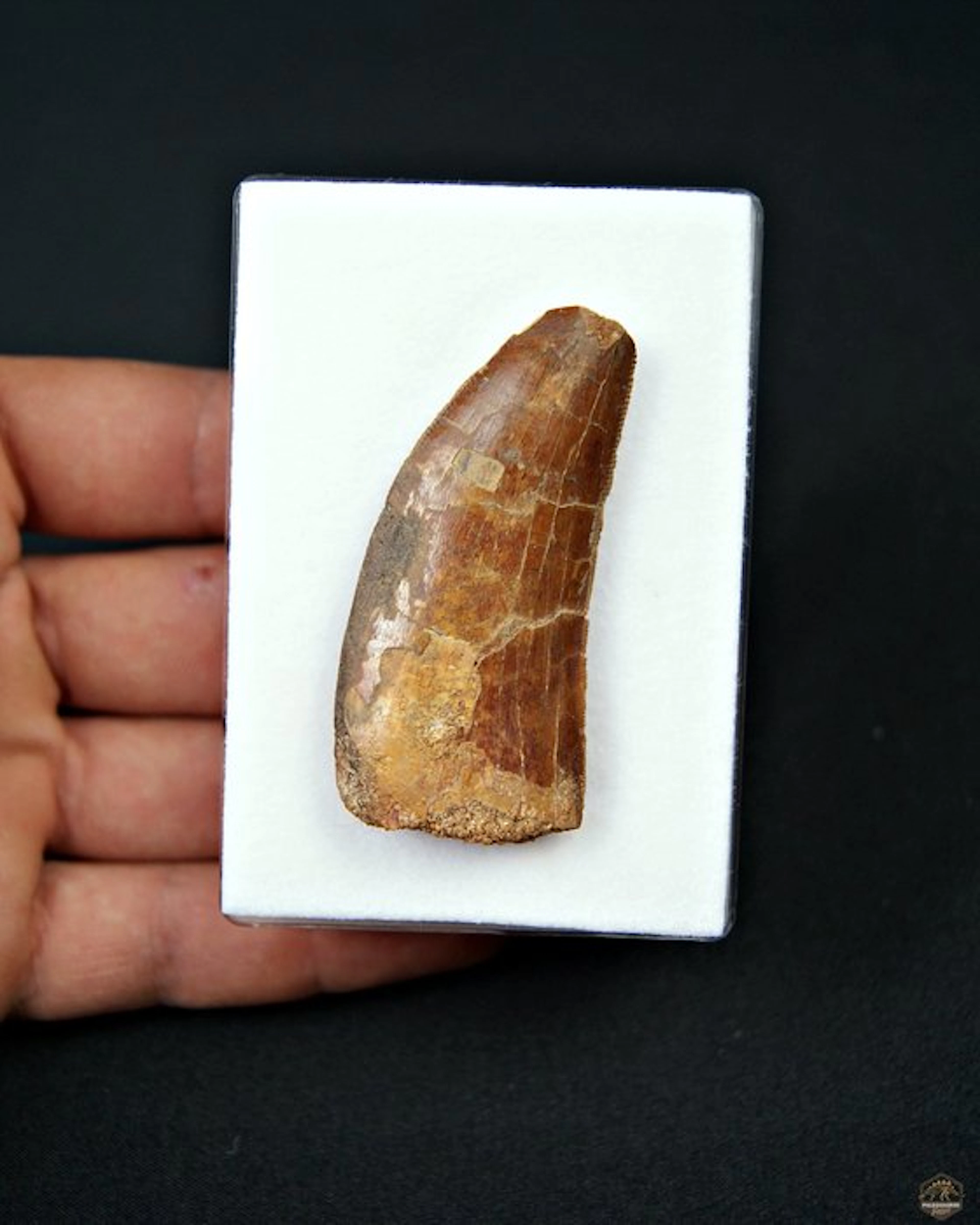Dinosaur - Fossil tooth - Carcharodontosaurus Saharicus