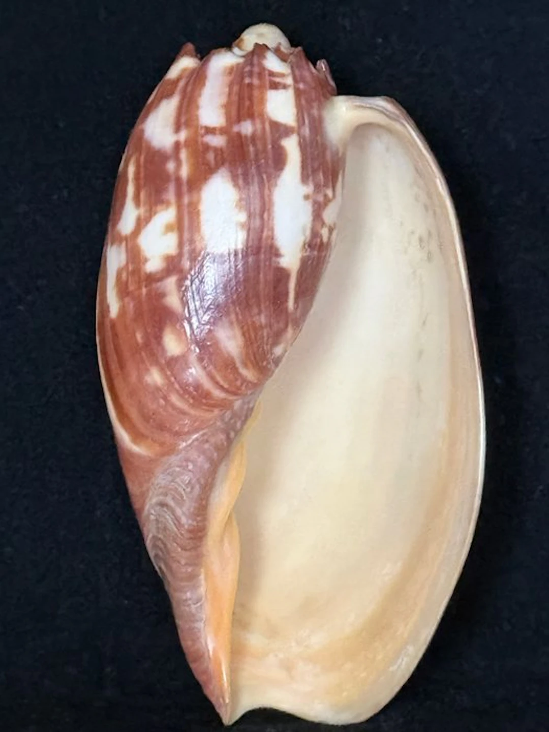 Sea Snail Sea shell - S-589 MELO AMPHORA (No reserve price)