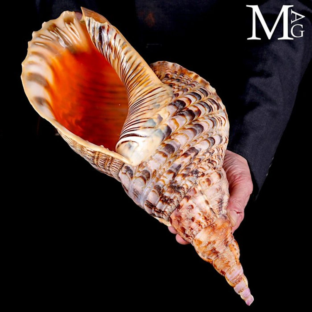 Charonia tritonis – Giant Triton – 403 mm Charonia...