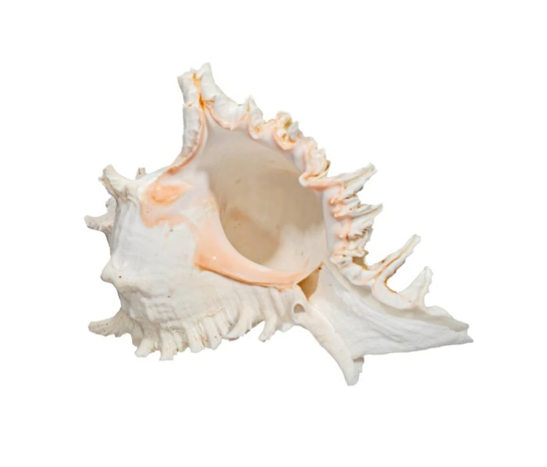 large white giant murex XXL ┼ spiny snail Taxidermy full...