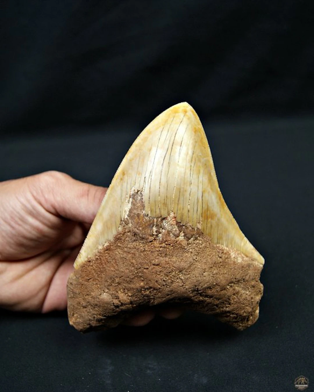 Megalodon - Fossil tooth - Otodus megalodon 14cm XXL