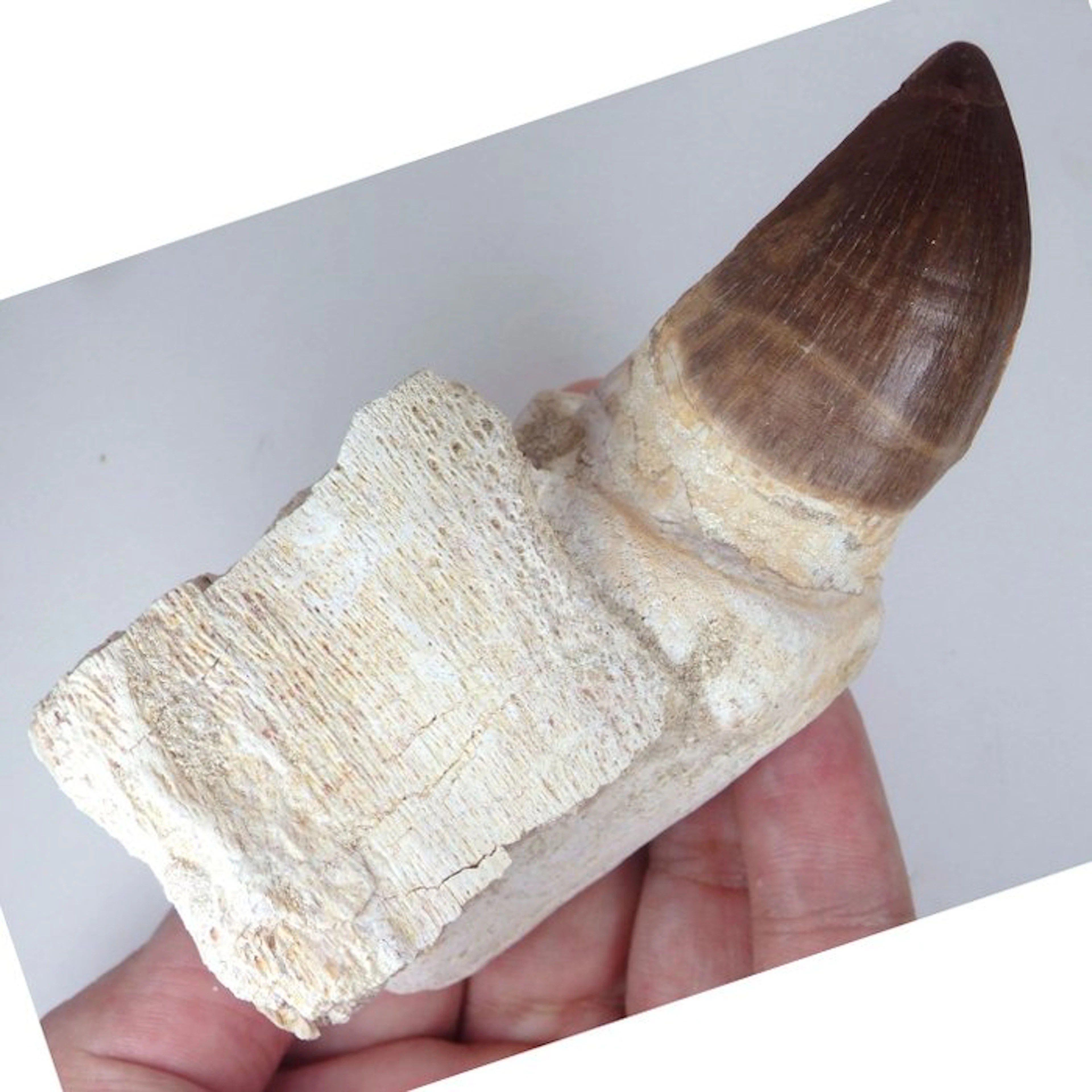 Mosasaur ttoh with jaw bone - Big - Fossil tooth...