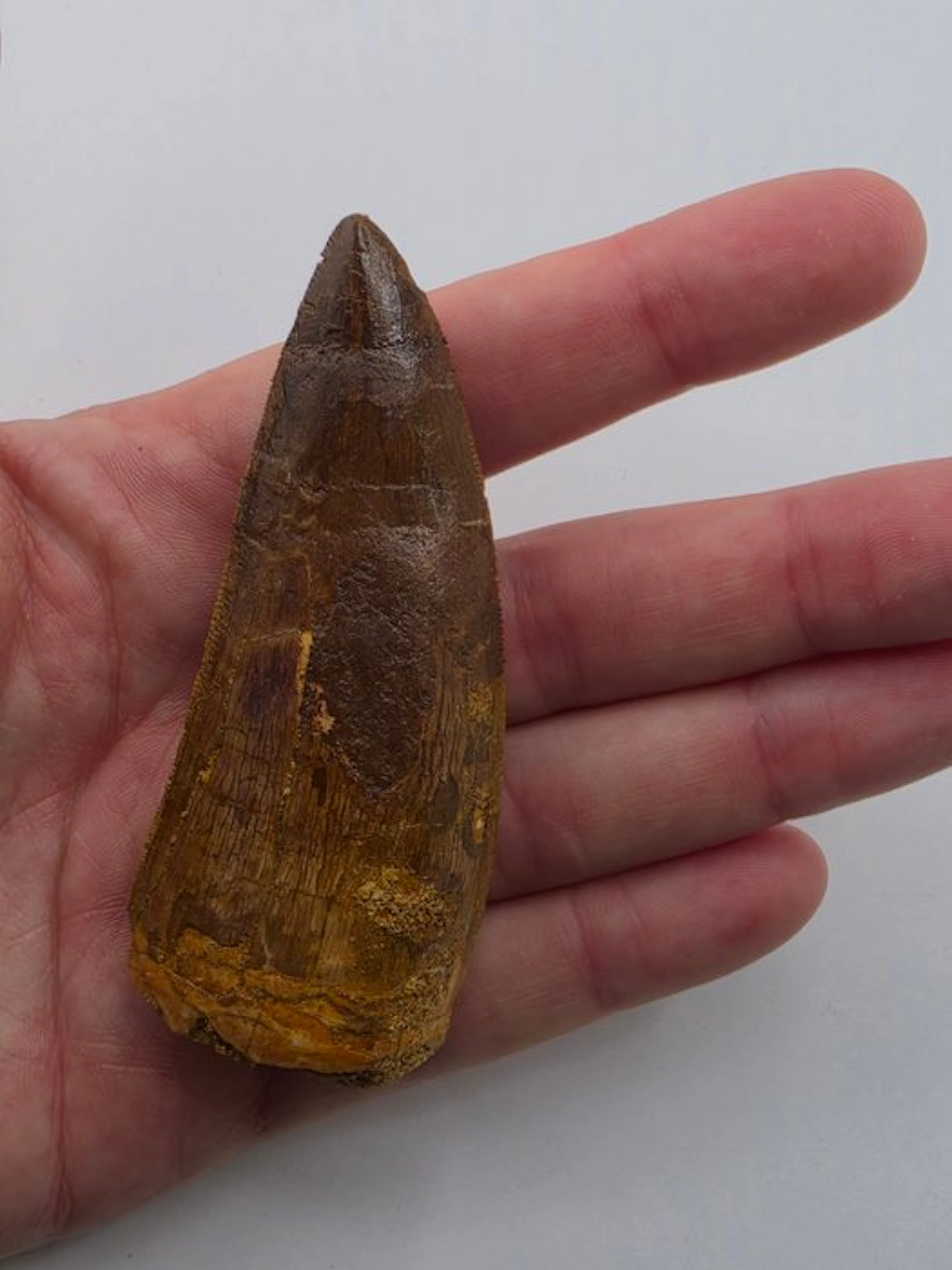 Carcharodontosaur - Fossil tooth - Carcharodontosaurus - 8 cm