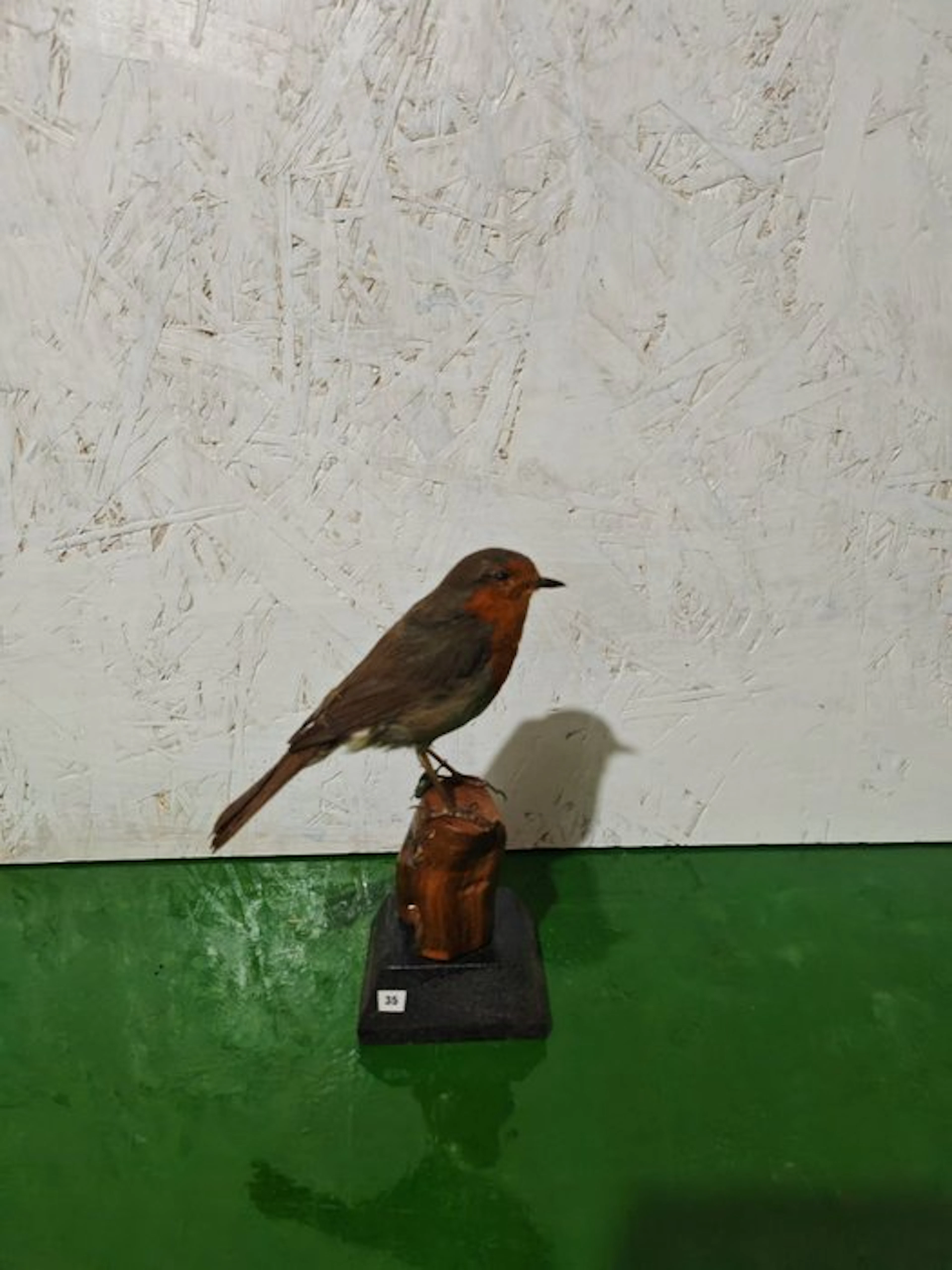 Robin Taxidermy full body mount - Erithacus rubecula - 15 cm - 11