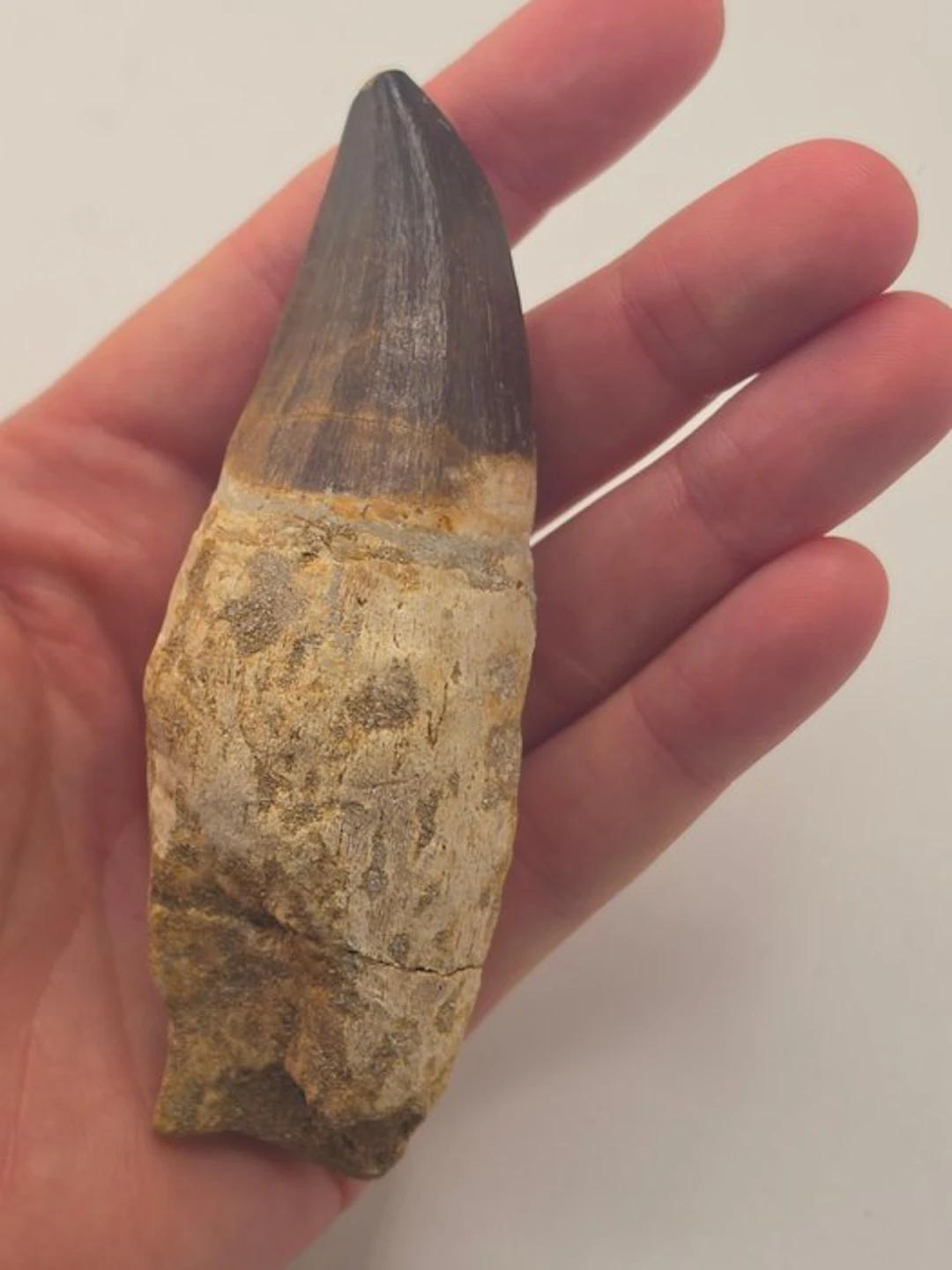 Mosasaur - Fossil tooth - 10 cm (No reserve price)