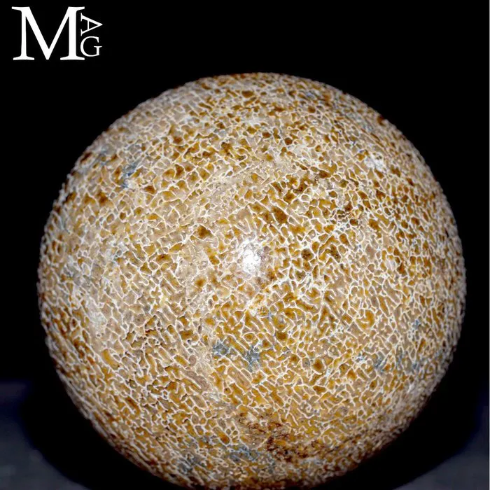 Carved Dinosaur Agatized Bones Dinosaur bone - Height: 75...