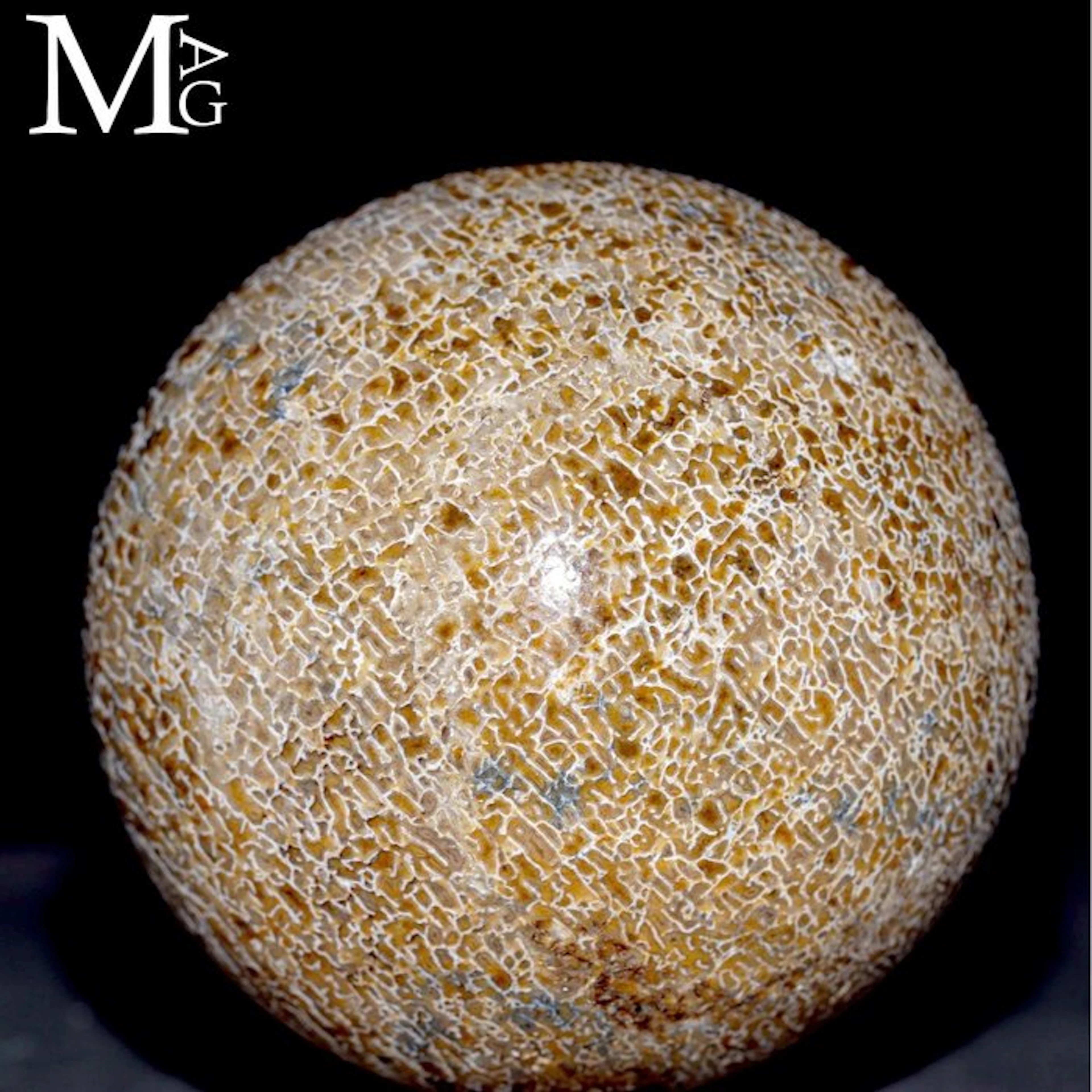 Carved Dinosaur Agatized Bones Dinosaur bone - Height: 75...