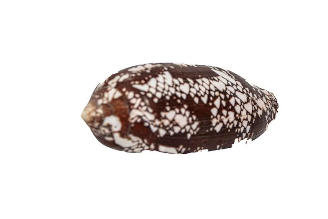 Spectacular pattern in giant format: the Conus aulicus as...