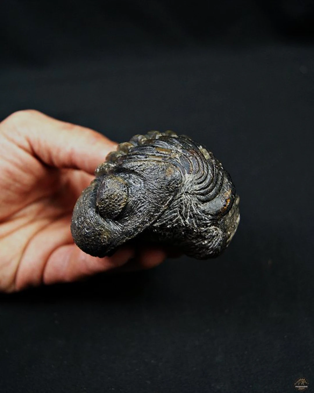 Trilobite - Fossilised animal - Drotops megalomanicus enrollado