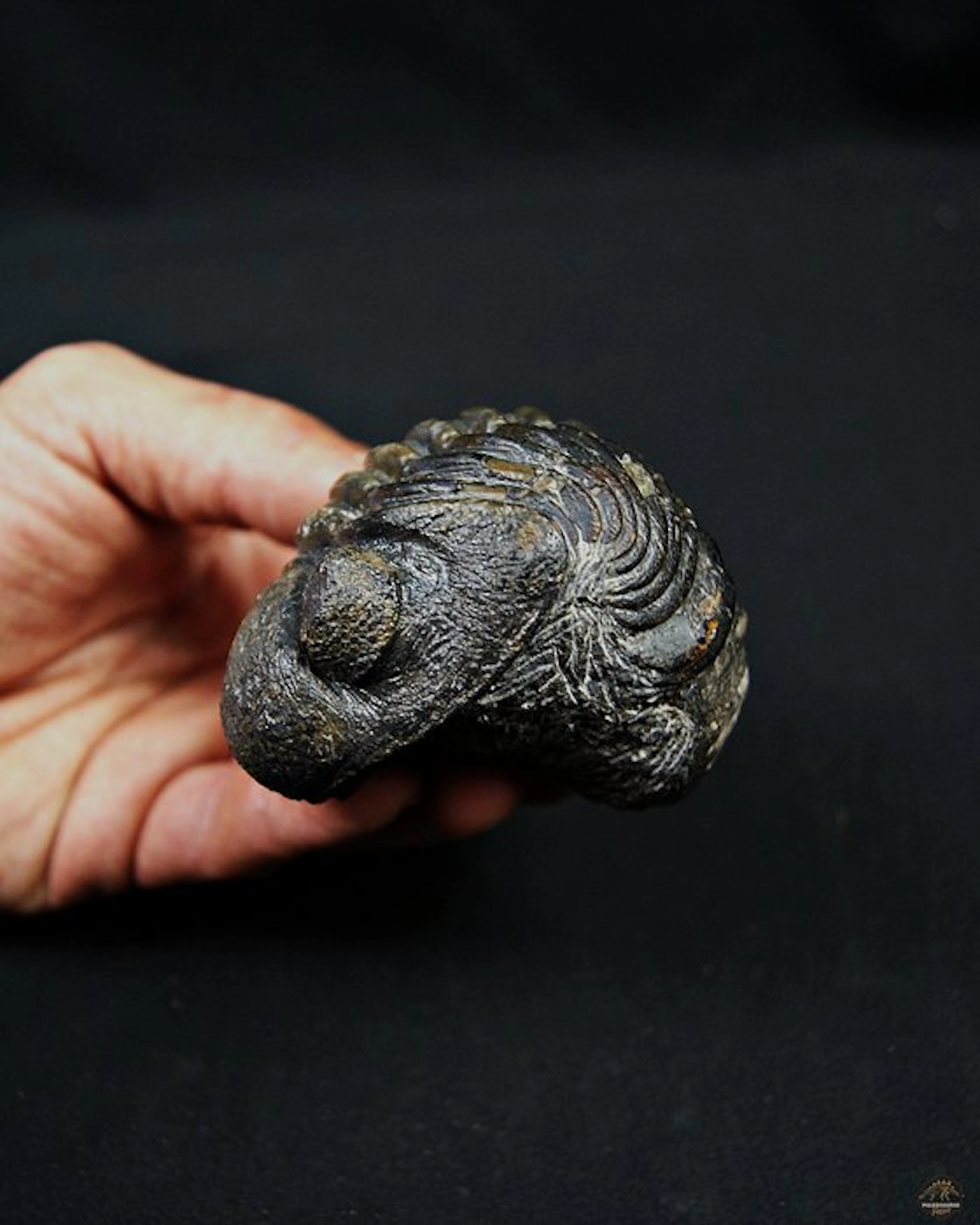 Trilobite - Fossilised animal - Drotops megalomanicus enrollado
