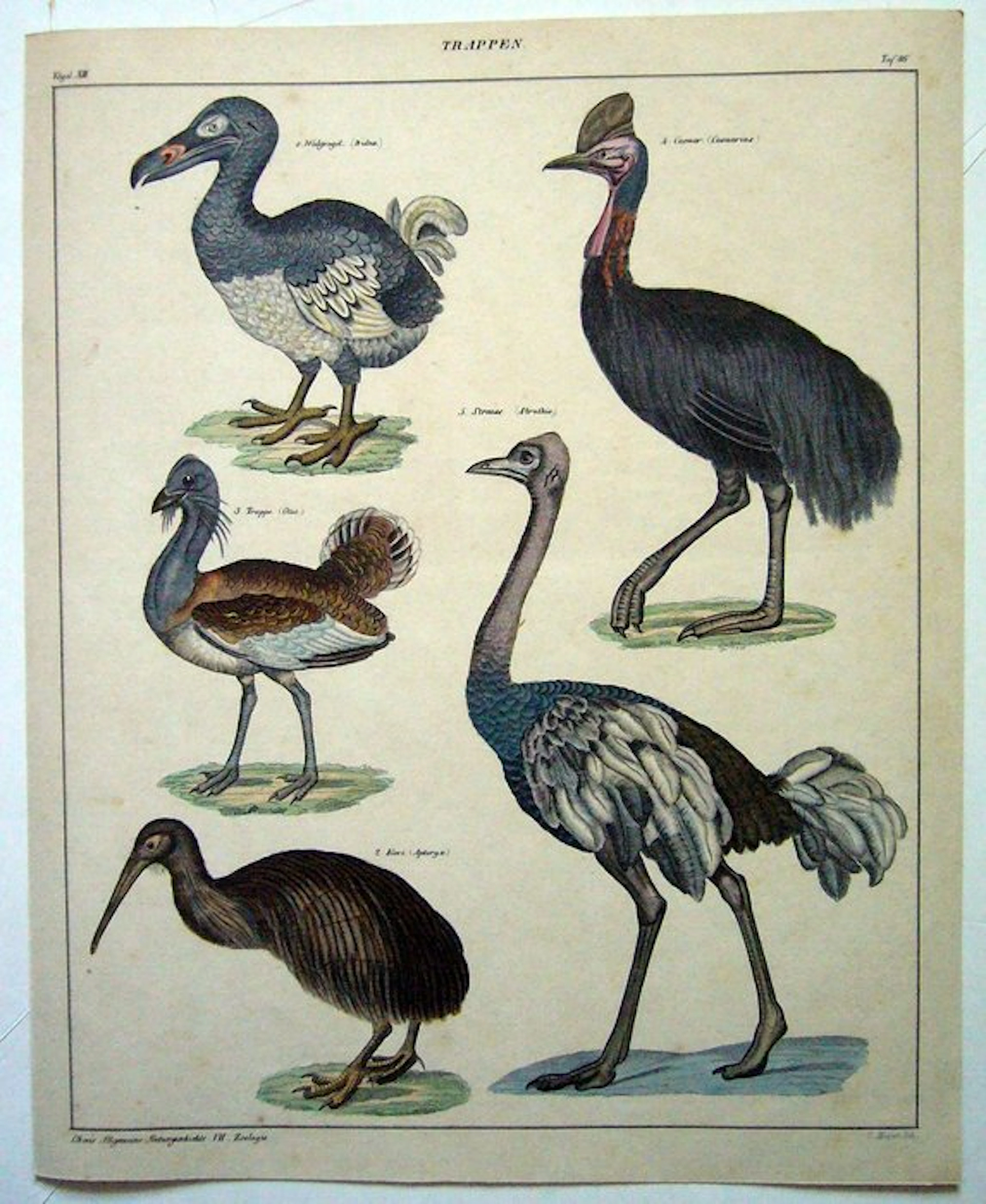 Lorenz Oken (1779-1881) Allgemeine Naturgeschichte für alle Stände. - 1833