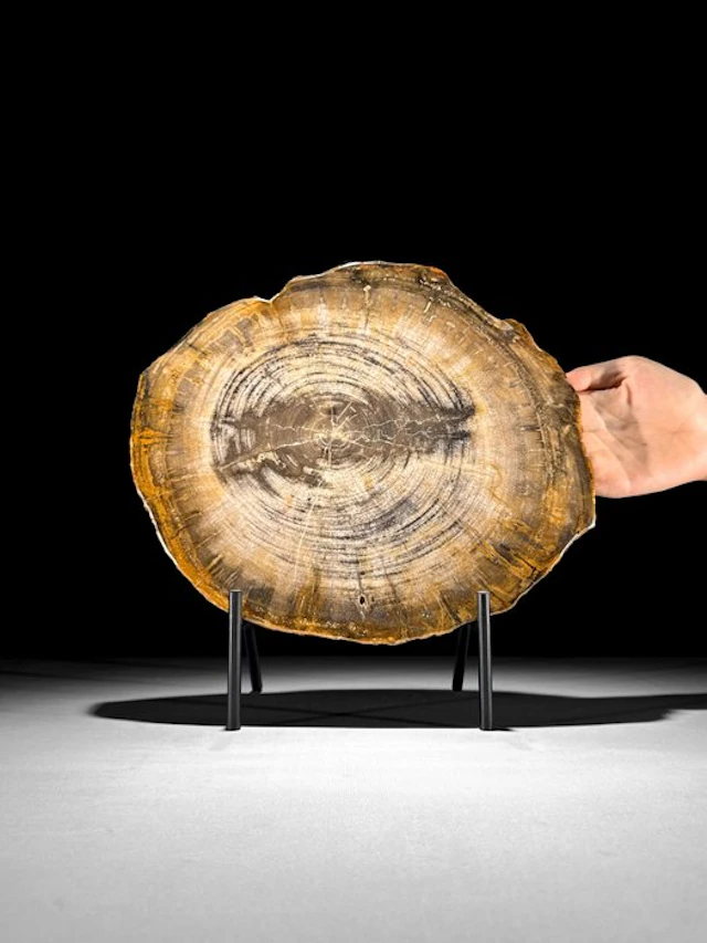 Gorgeous Slice of Petrified Wood on a custom stand...