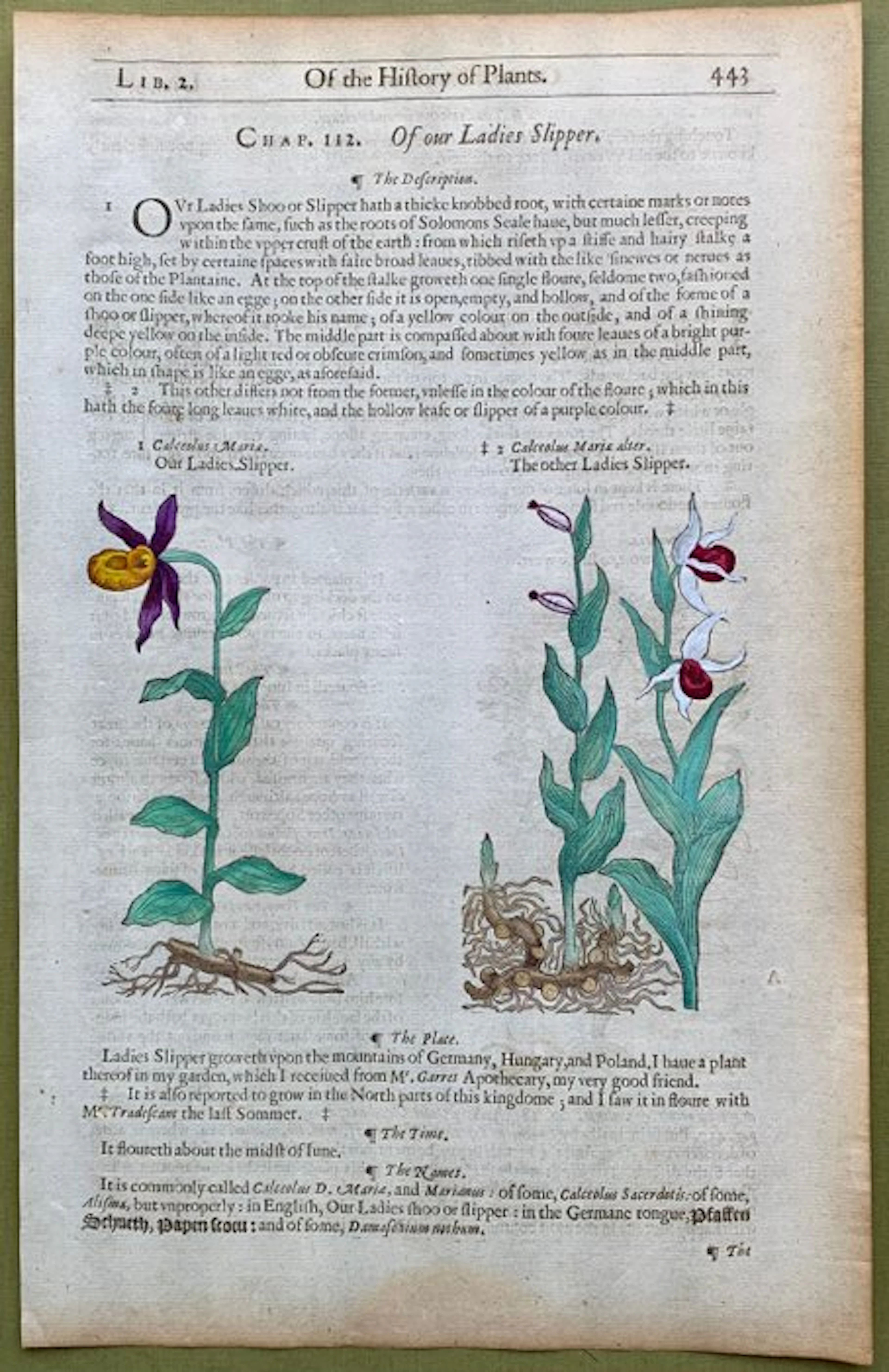 Orchidee: Scarpetta di Venere - 1597