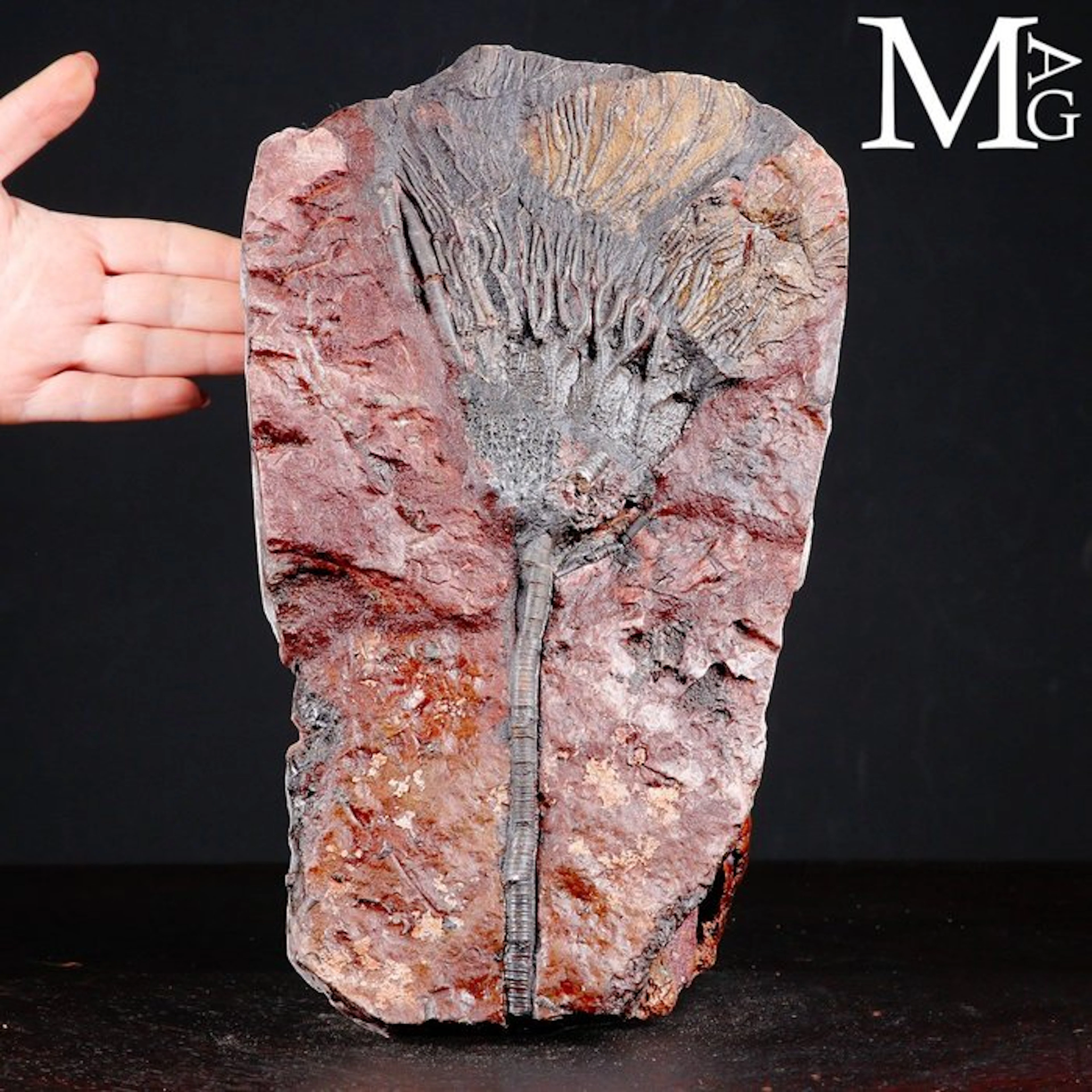 Crinoid Fossil Specimen on Slab - Scyphocrinites Elegans...