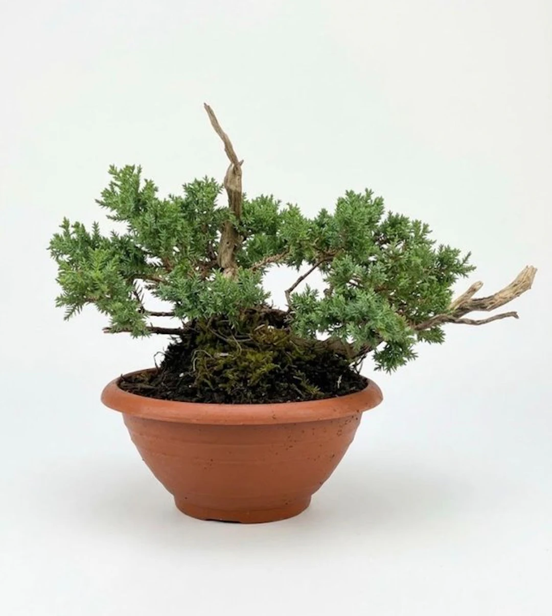 Juniper bonsai (Juniperus) - Height (Tree): 23 cm - Depth (Tree): 40 cm - Japan