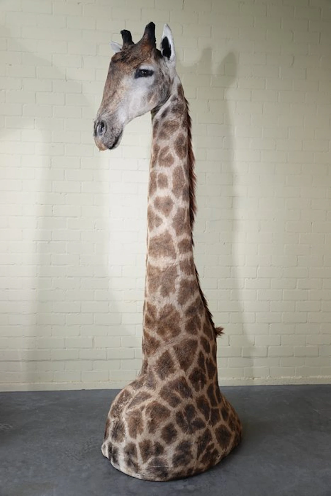 Large and impressive Northern Giraffe Taxidermy full body...