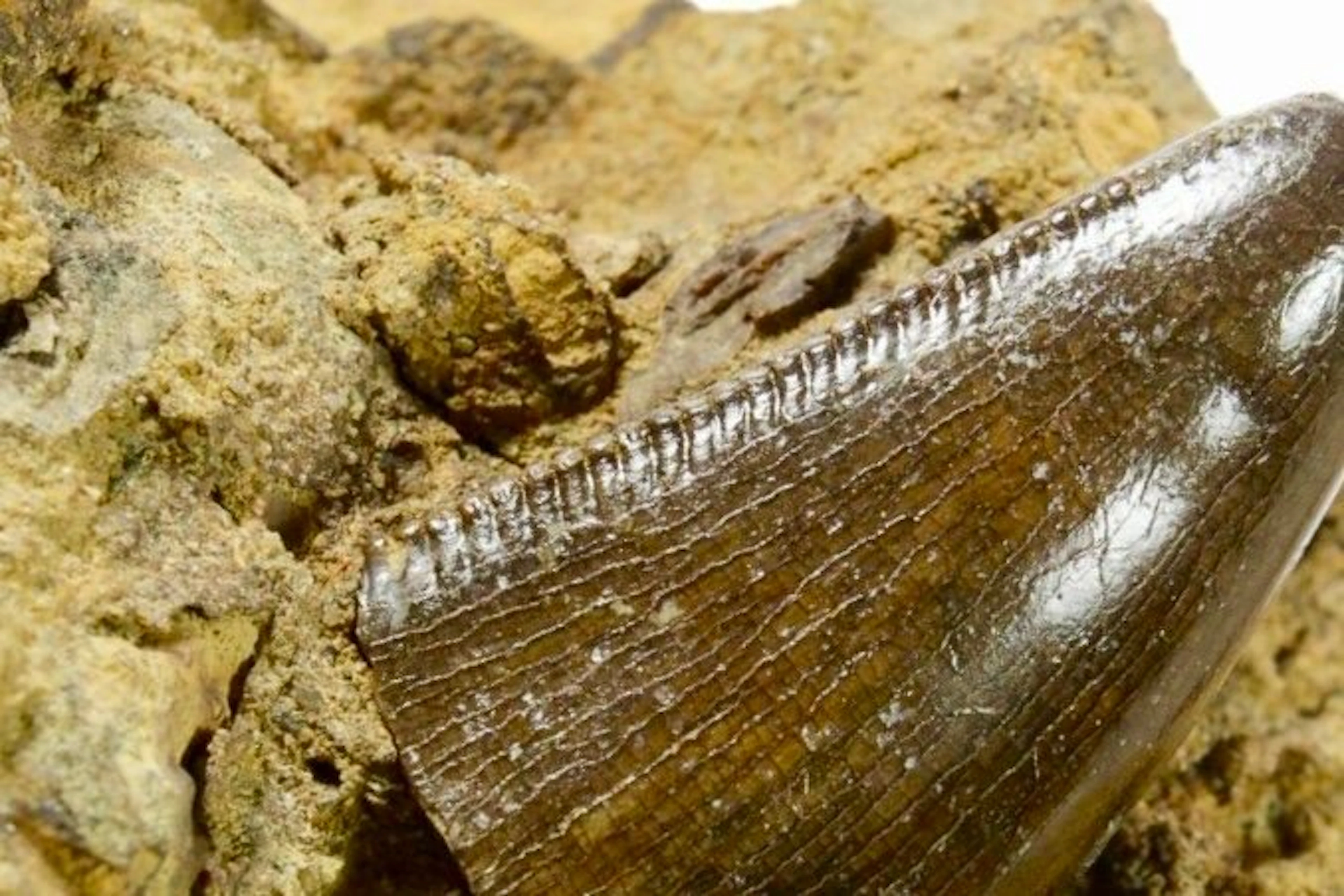Tyrannosaurus rex fossil tooth