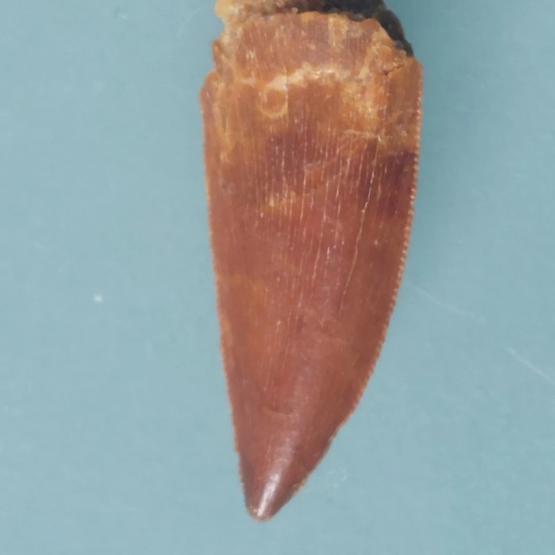Dinosaur - Fossil tooth - Carcharodontosaurus sp. - 29 mm - 10 mm