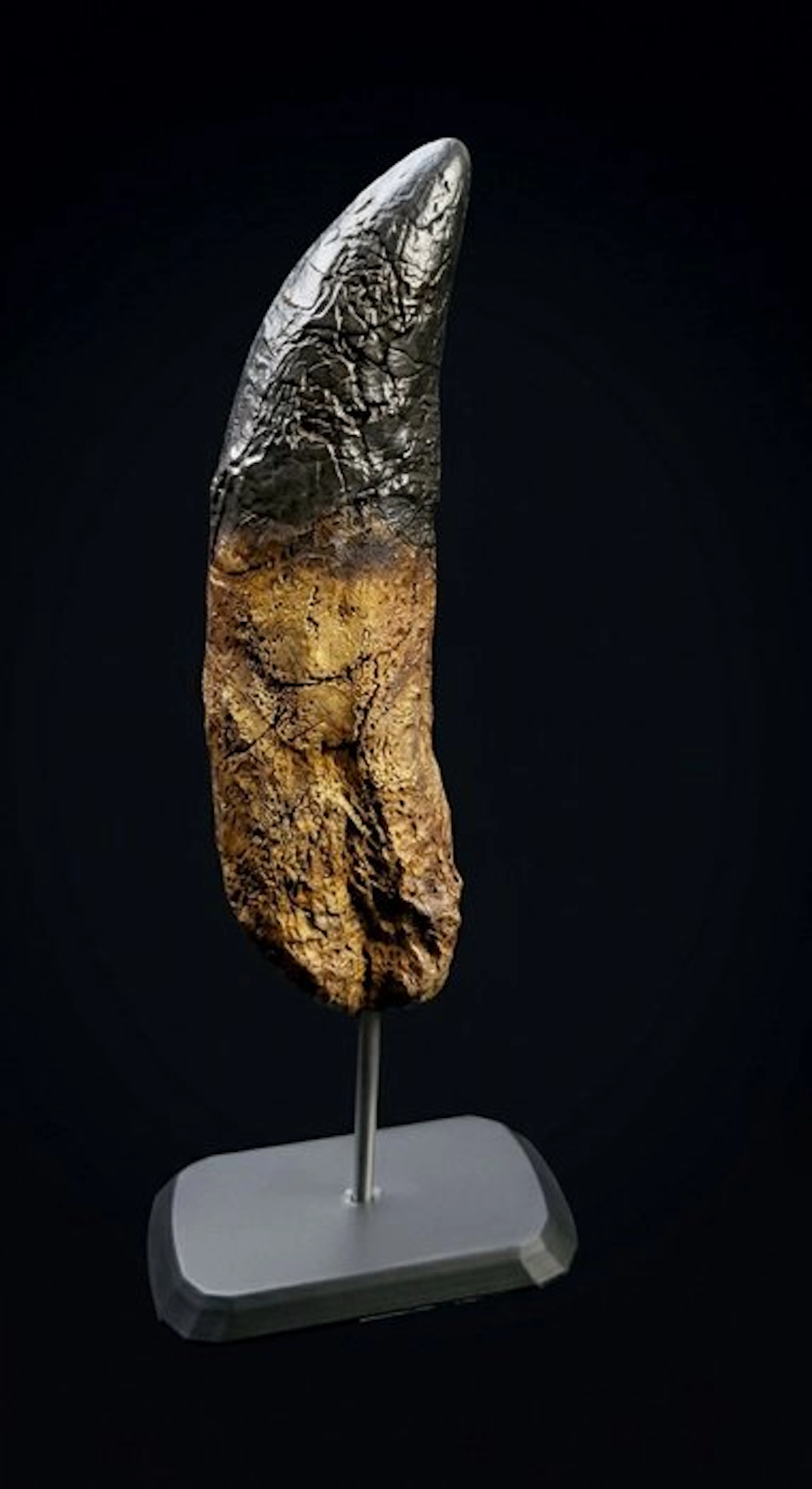 Fossil tooth - Replica Tyrannosaurus rex tooth 30cm