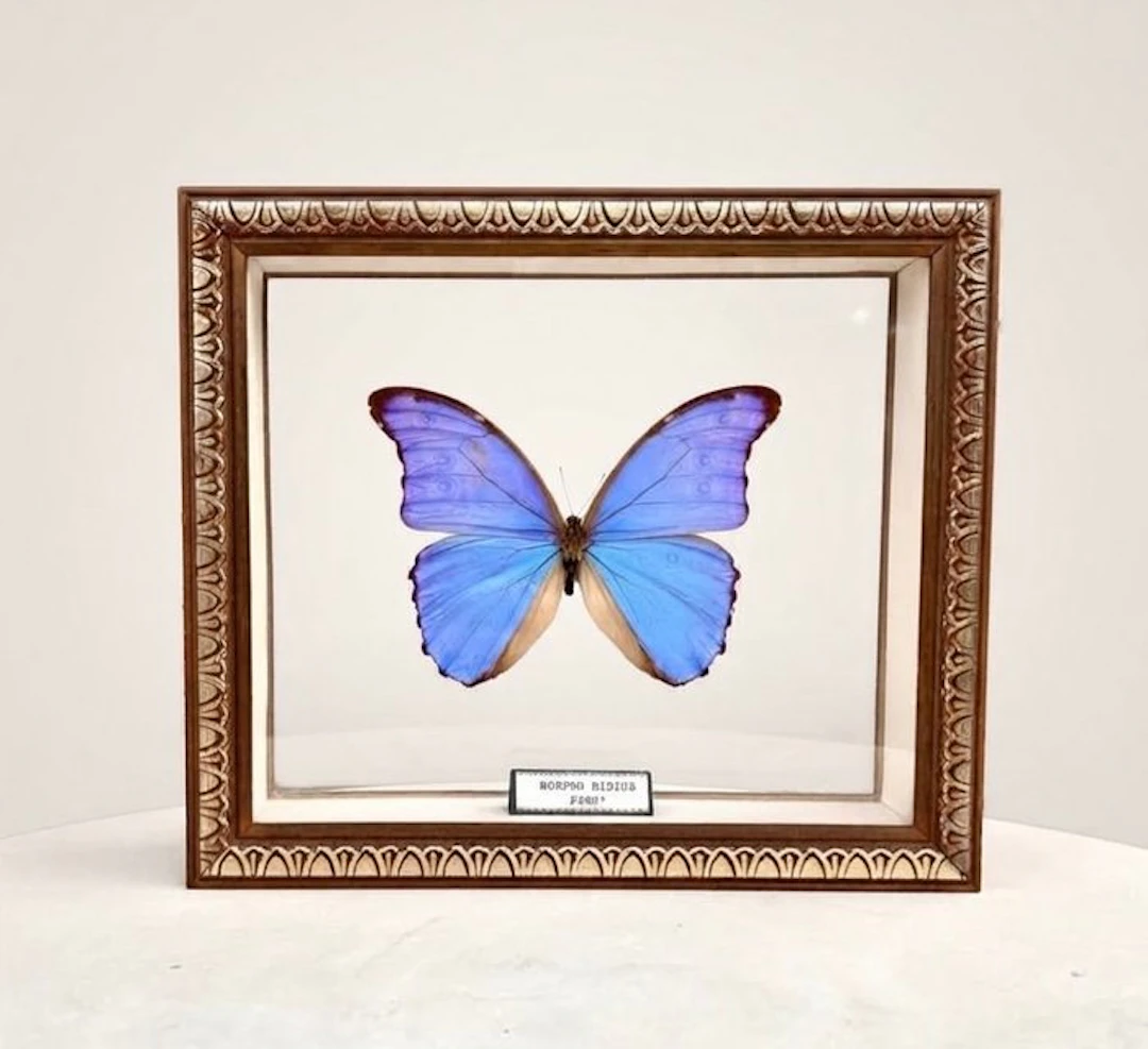 Butterfly Taxidermy wall mount - Morpho Didius - 22 cm - 26 cm - 6 cm - 1