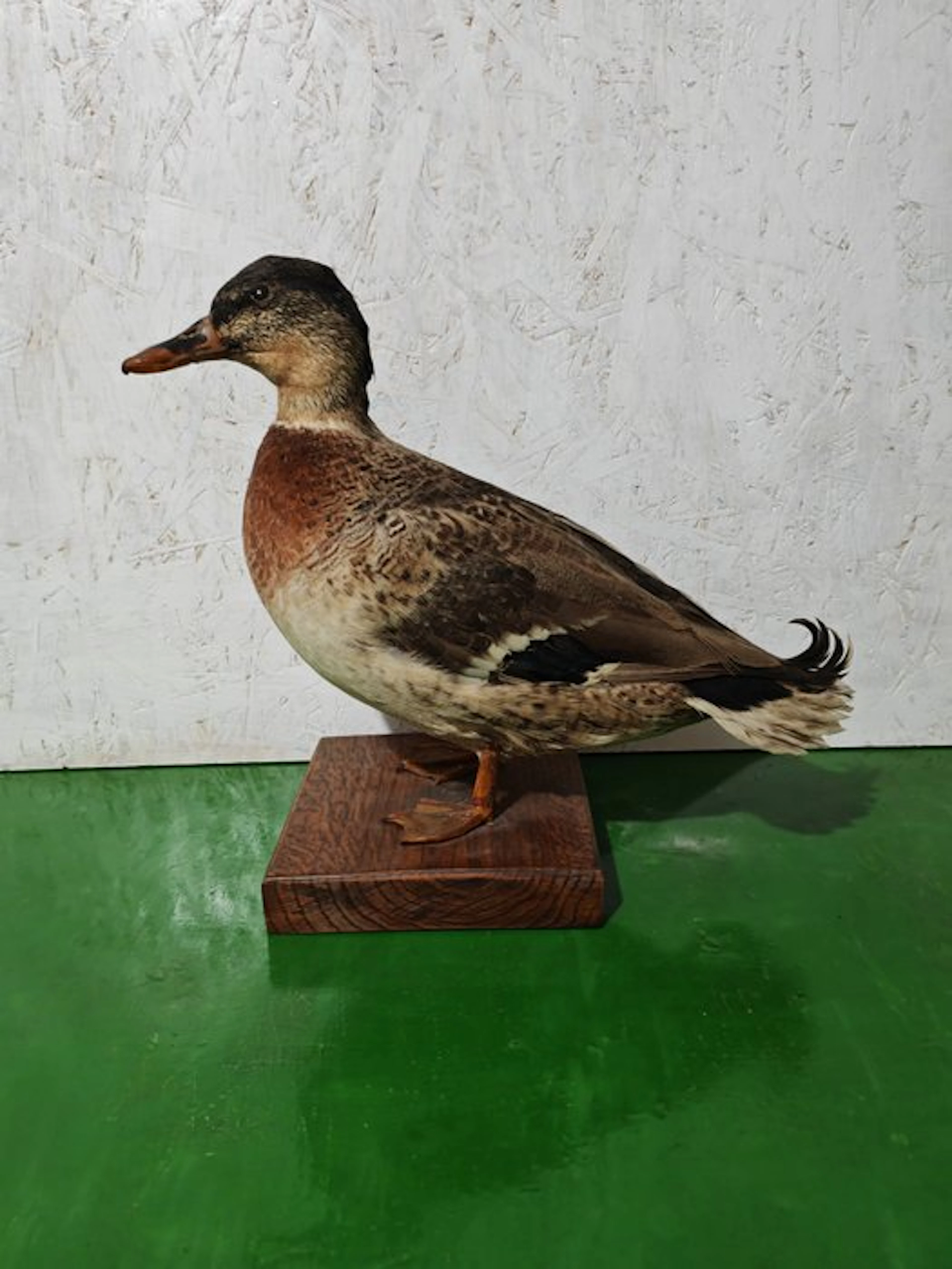 Royal German Taxidermy full body mount - Anas...