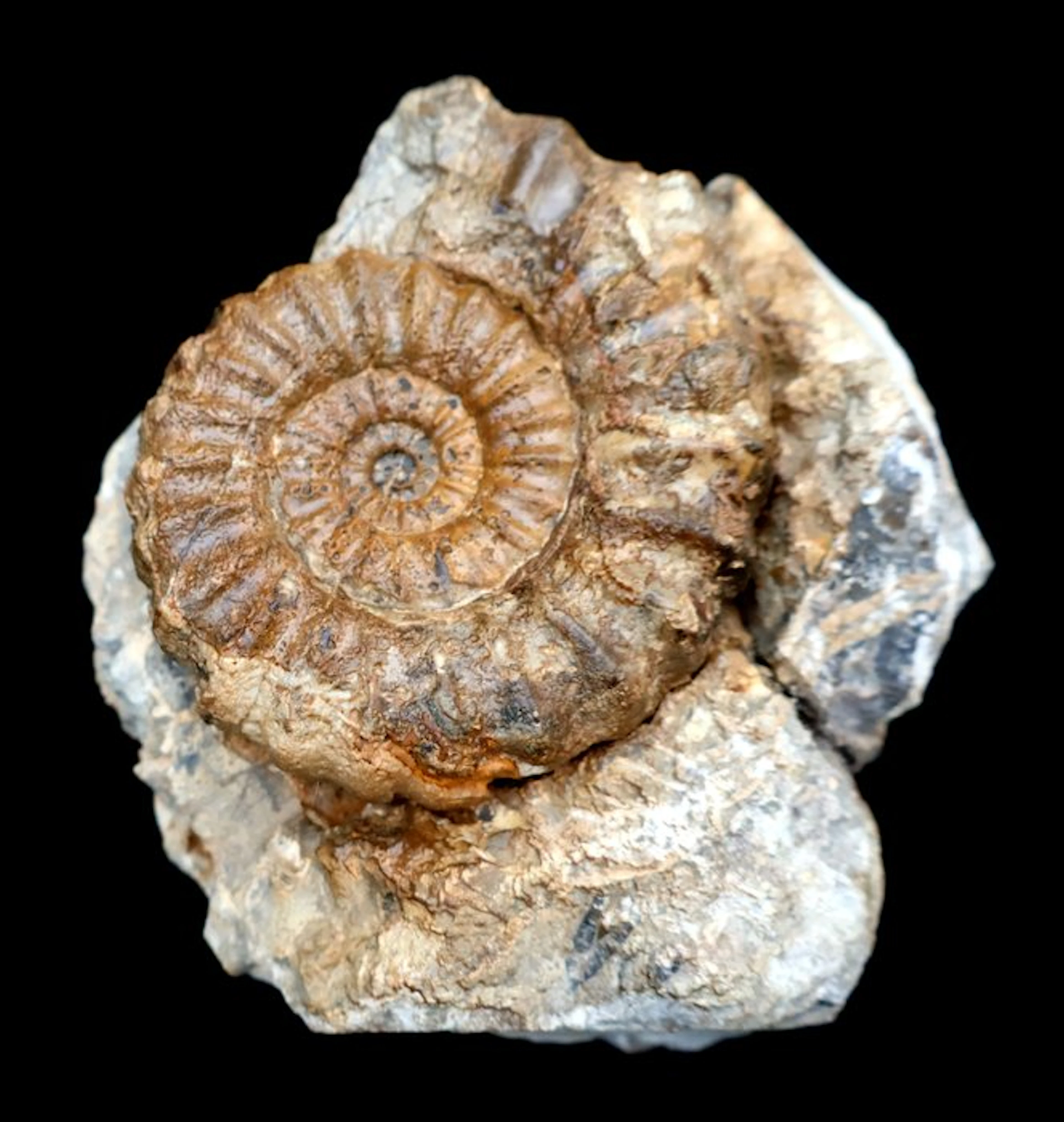 Ammonite with its imprint - Fossilised shell - Aegoceras...