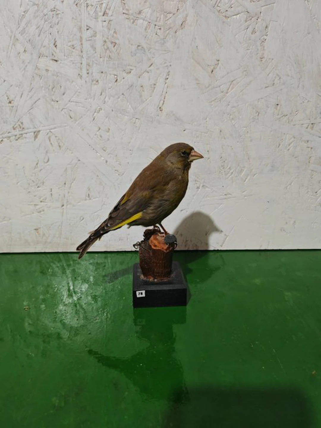 Verdone Taxidermy full body mount - Chloris chloris - 15 cm - 10 cm - 12 cm - 1