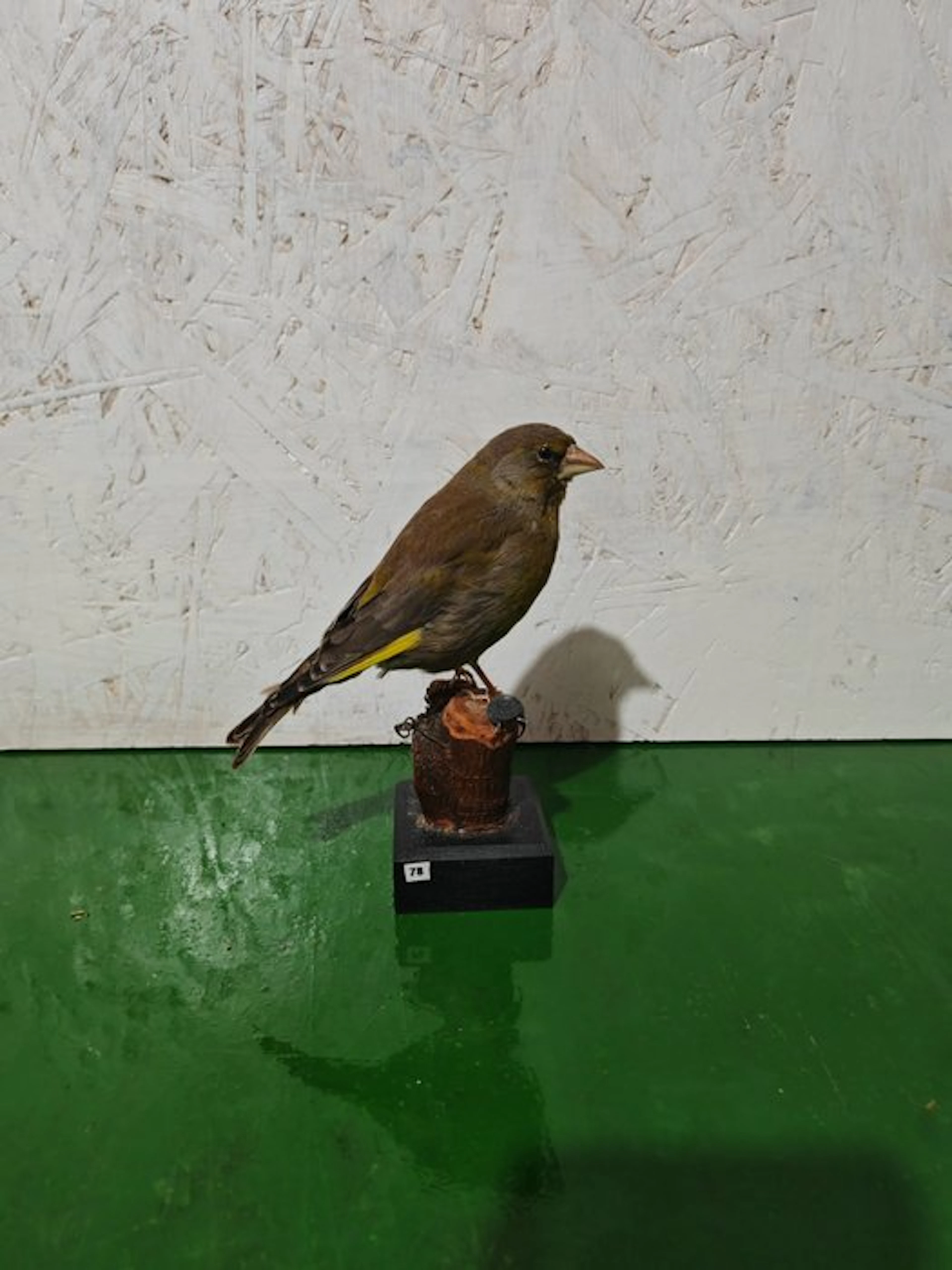 Verdone Taxidermy full body mount - Chloris chloris - 15 cm - 10 cm - 12 cm - 1