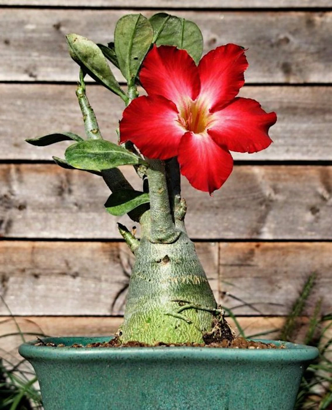 Desert rose bonsai (Adenium obesum) - Height (Tree): 20...