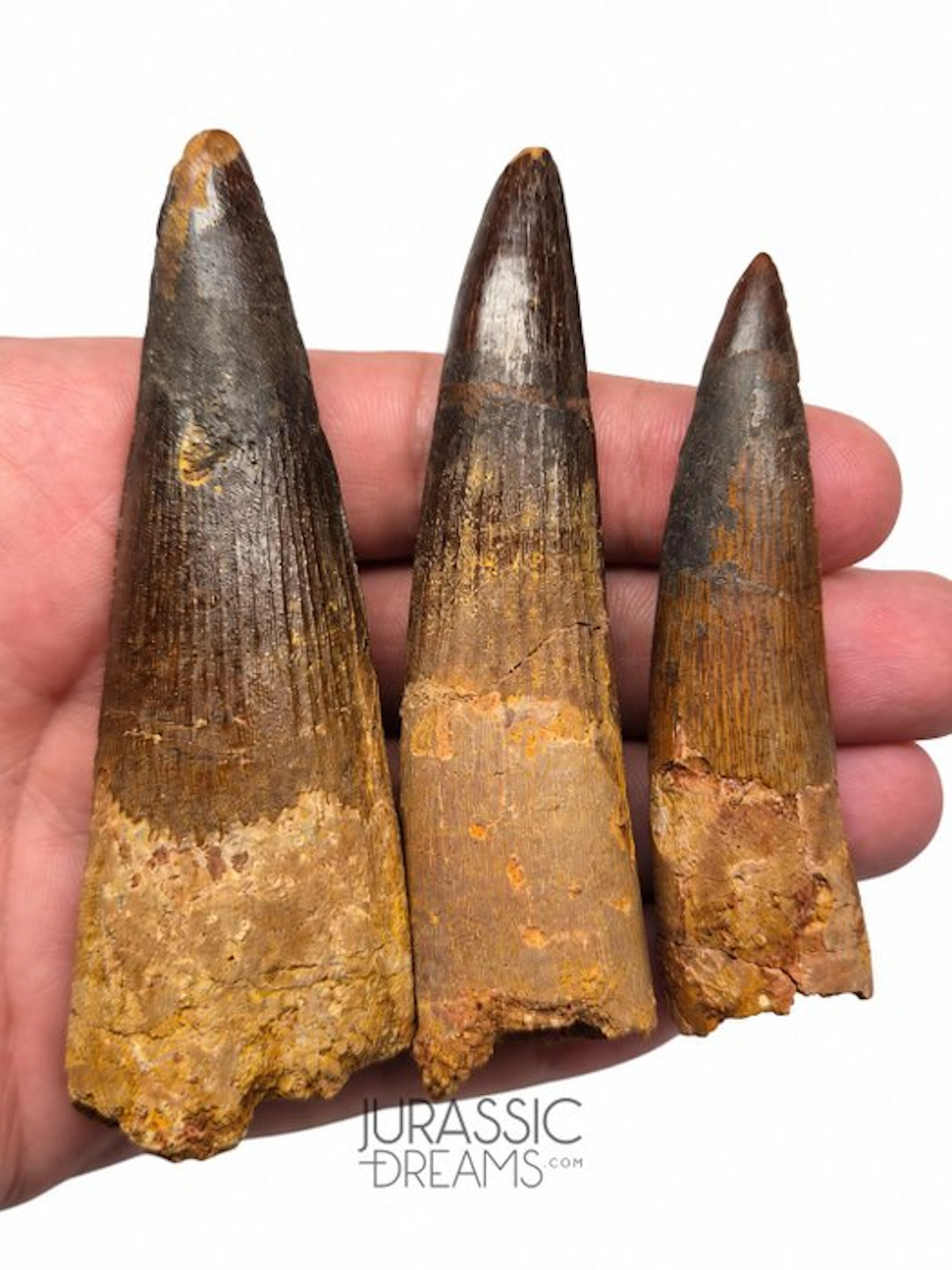Nice Set of 3 Partially Rooted Spinosaurus Dinosaur Teeth...