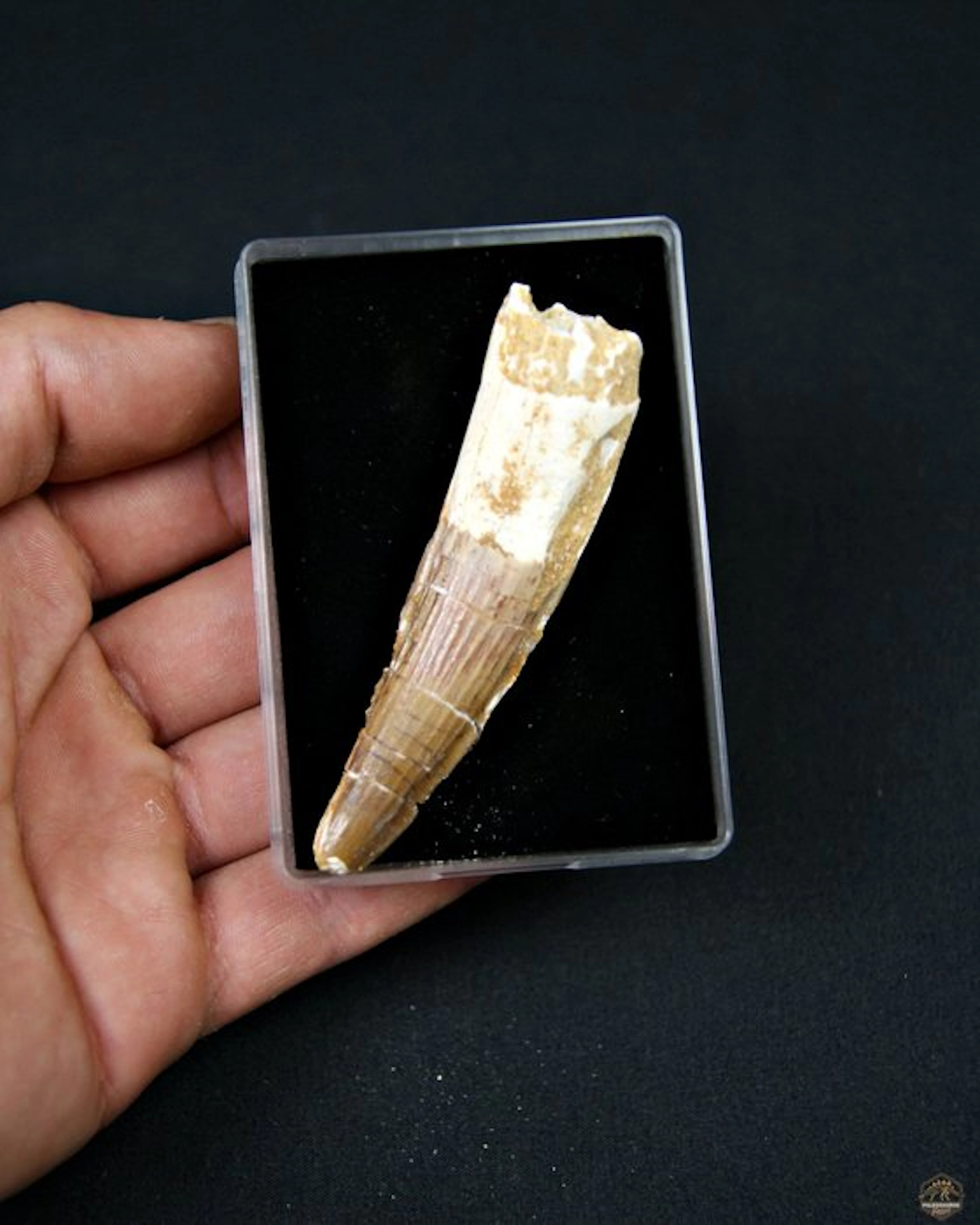 Spinosaur - Fossil tooth - Spinosaurus aegyptiacus