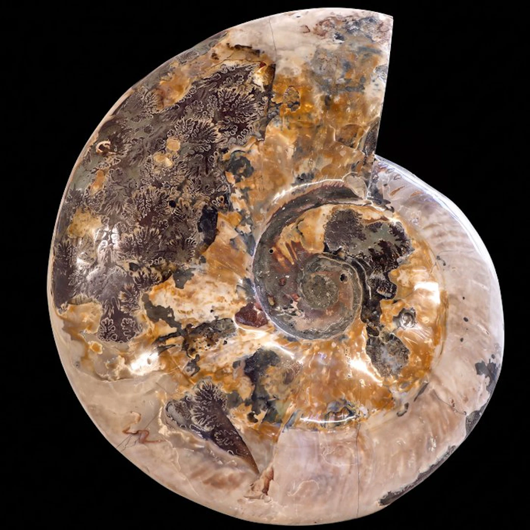 Rare! - XXL Rainbow Ammonite - Geode - 24x19x5 cm- 2.5 kg