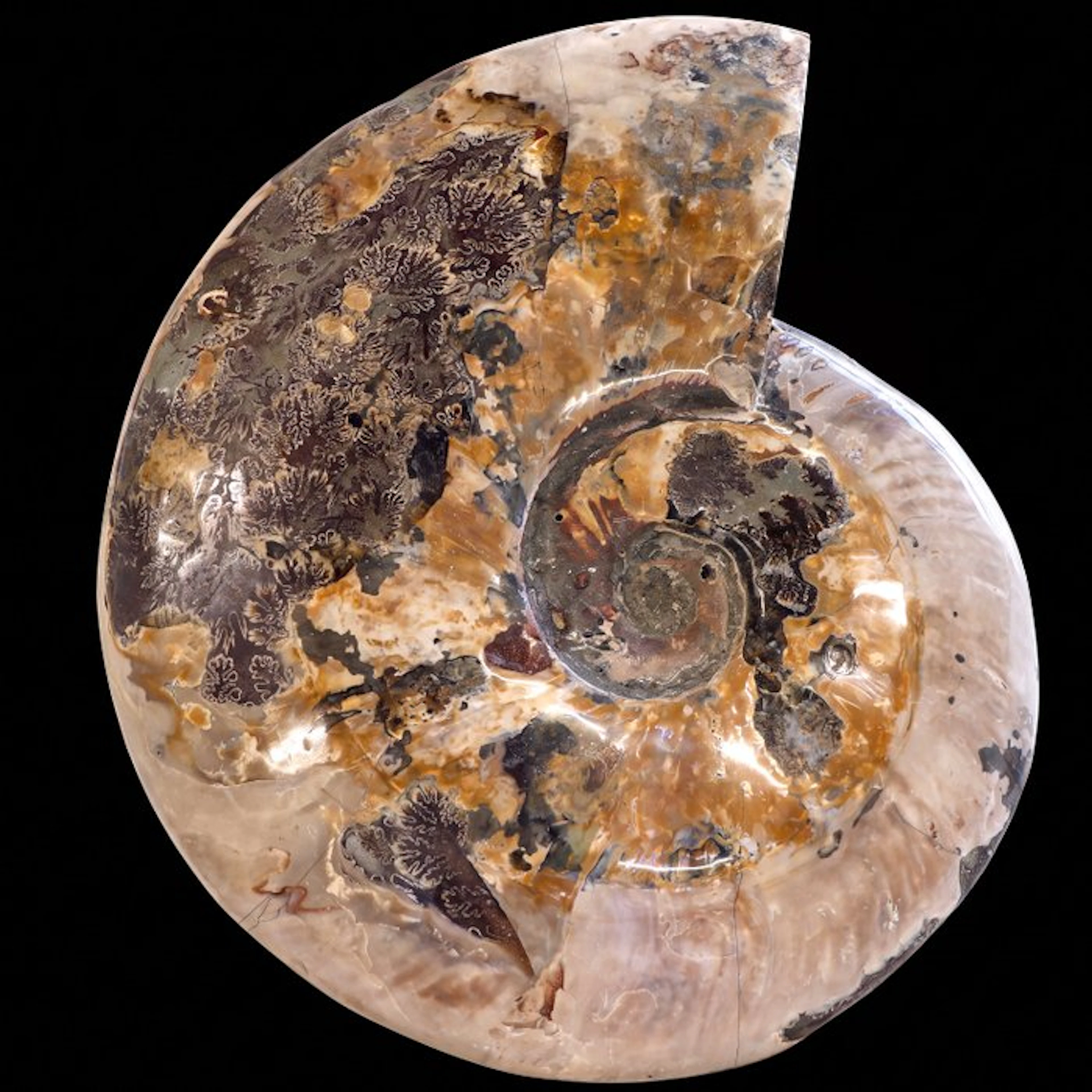 Rare! - XXL Rainbow Ammonite - Geode - 24x19x5 cm- 2.5 kg