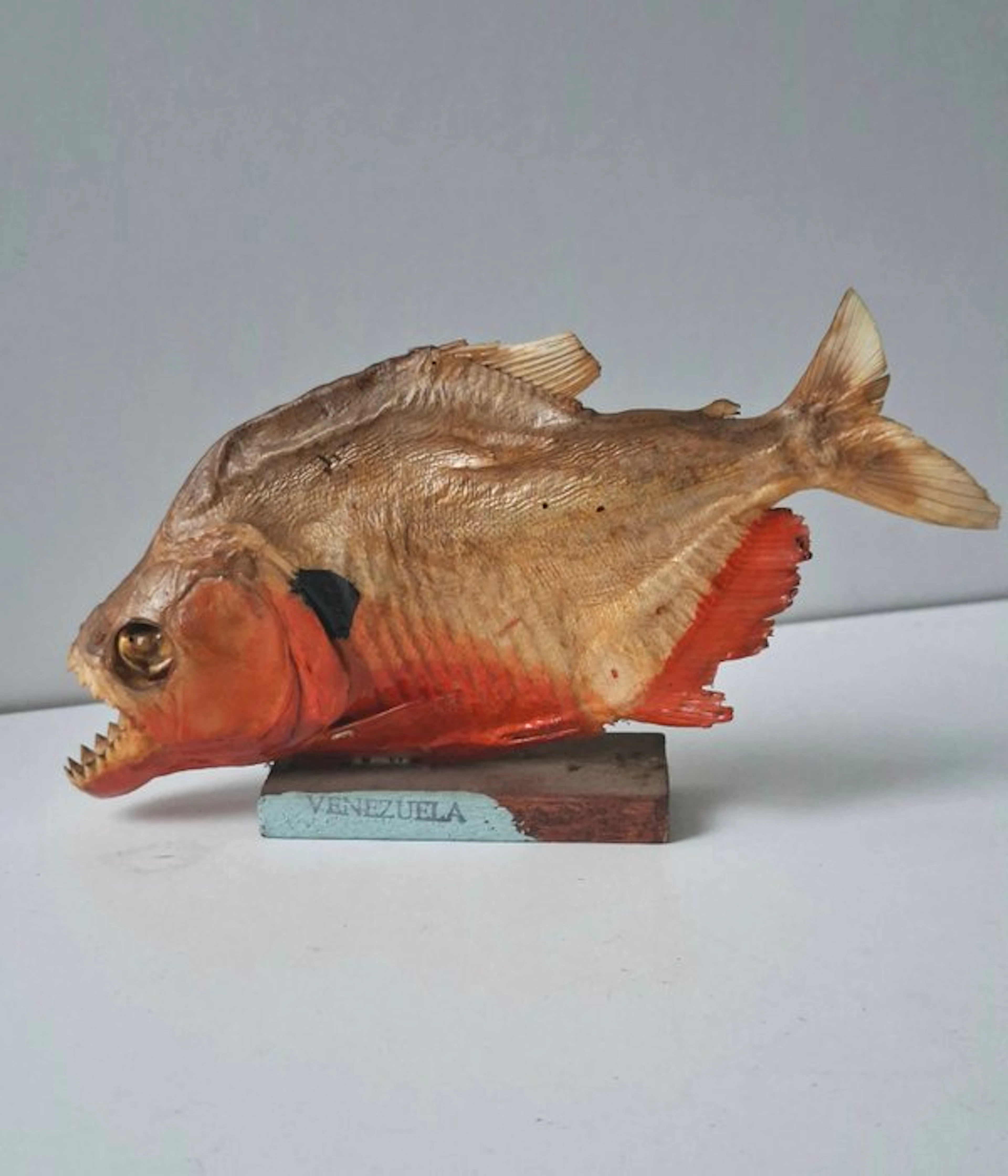 Piranha Taxidermy full body mount - Pygocentrus nattereri...