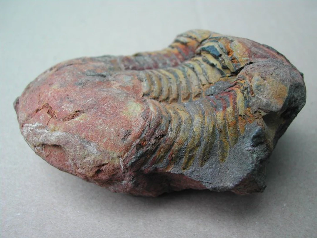 Trilobite - Fossil fragment - Ectillaenus benignensis (No reserve price)