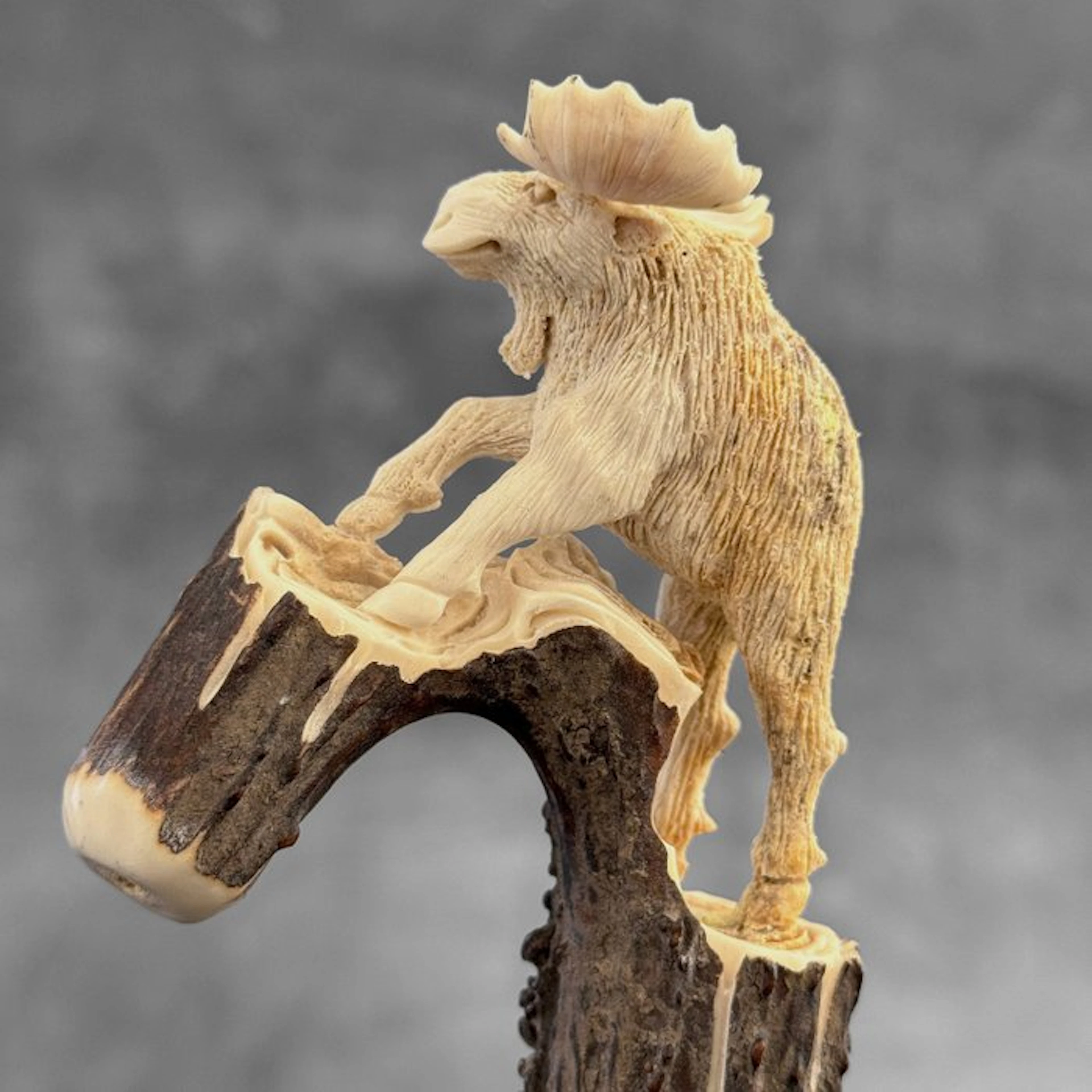 Carving, NO RESERVE PRICE - Stunning Moose carving from...