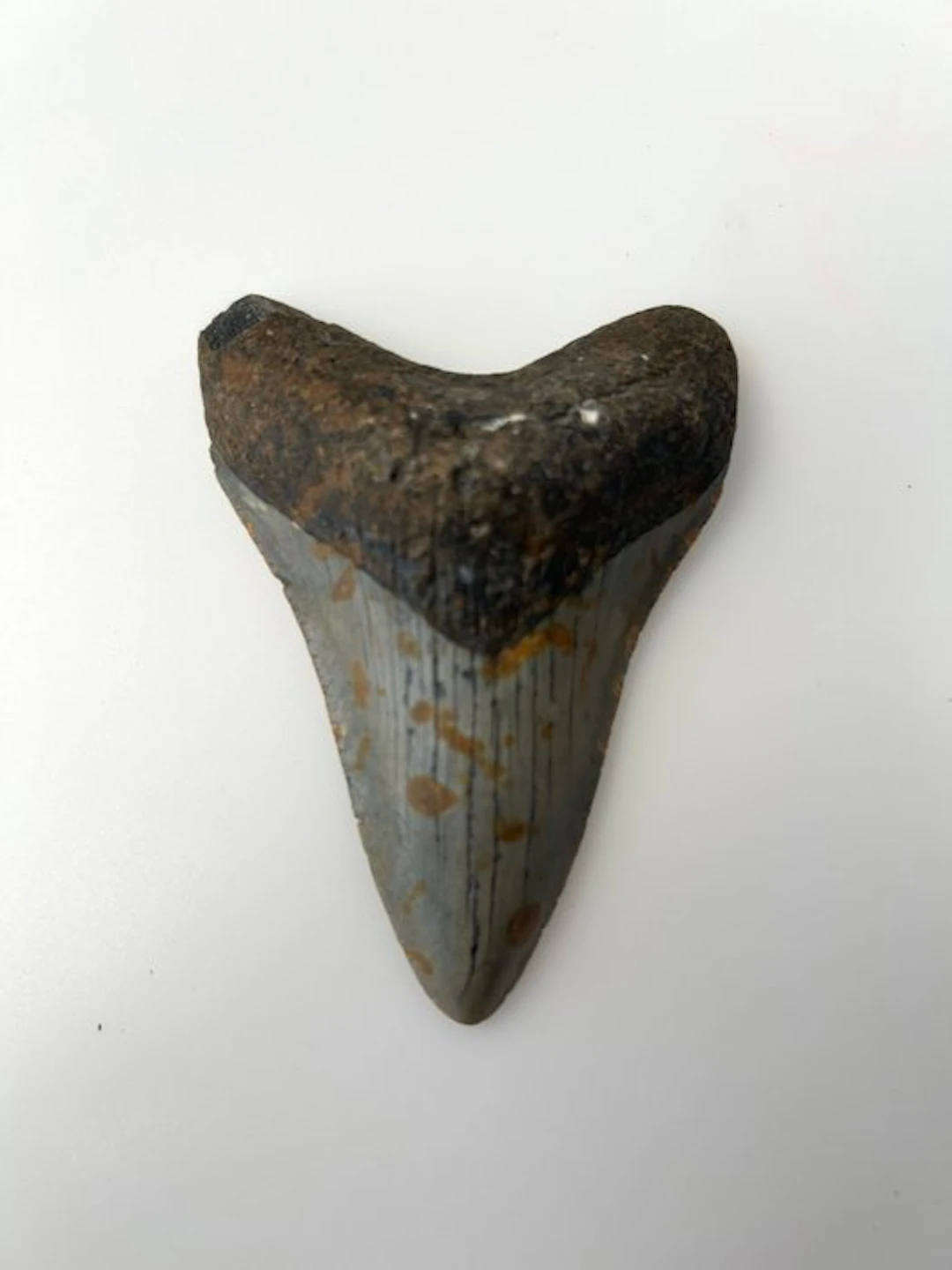Megalodon - Fossil tooth - 92 mm - 66 mm