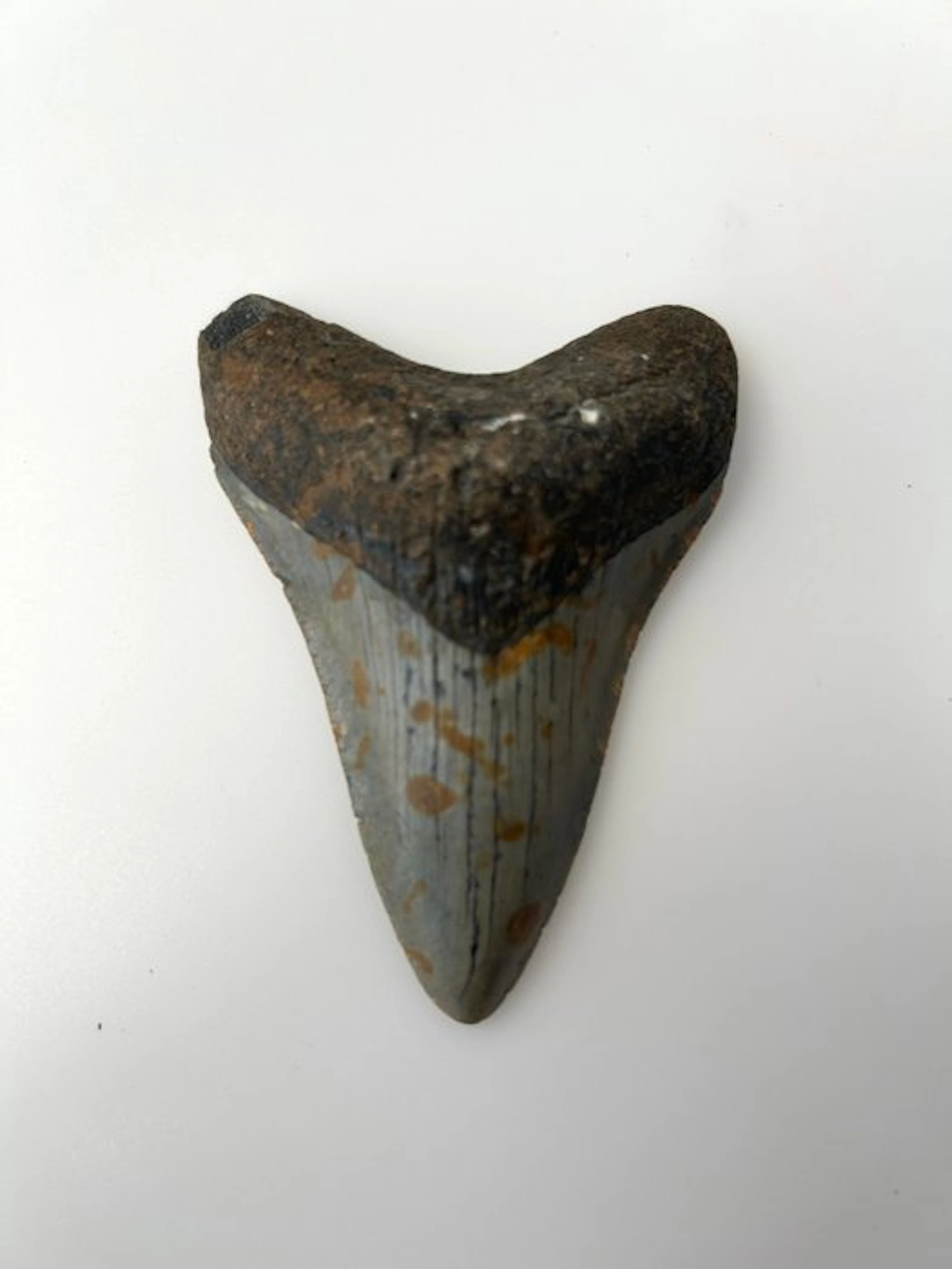 Megalodon - Fossil tooth - 92 mm - 66 mm