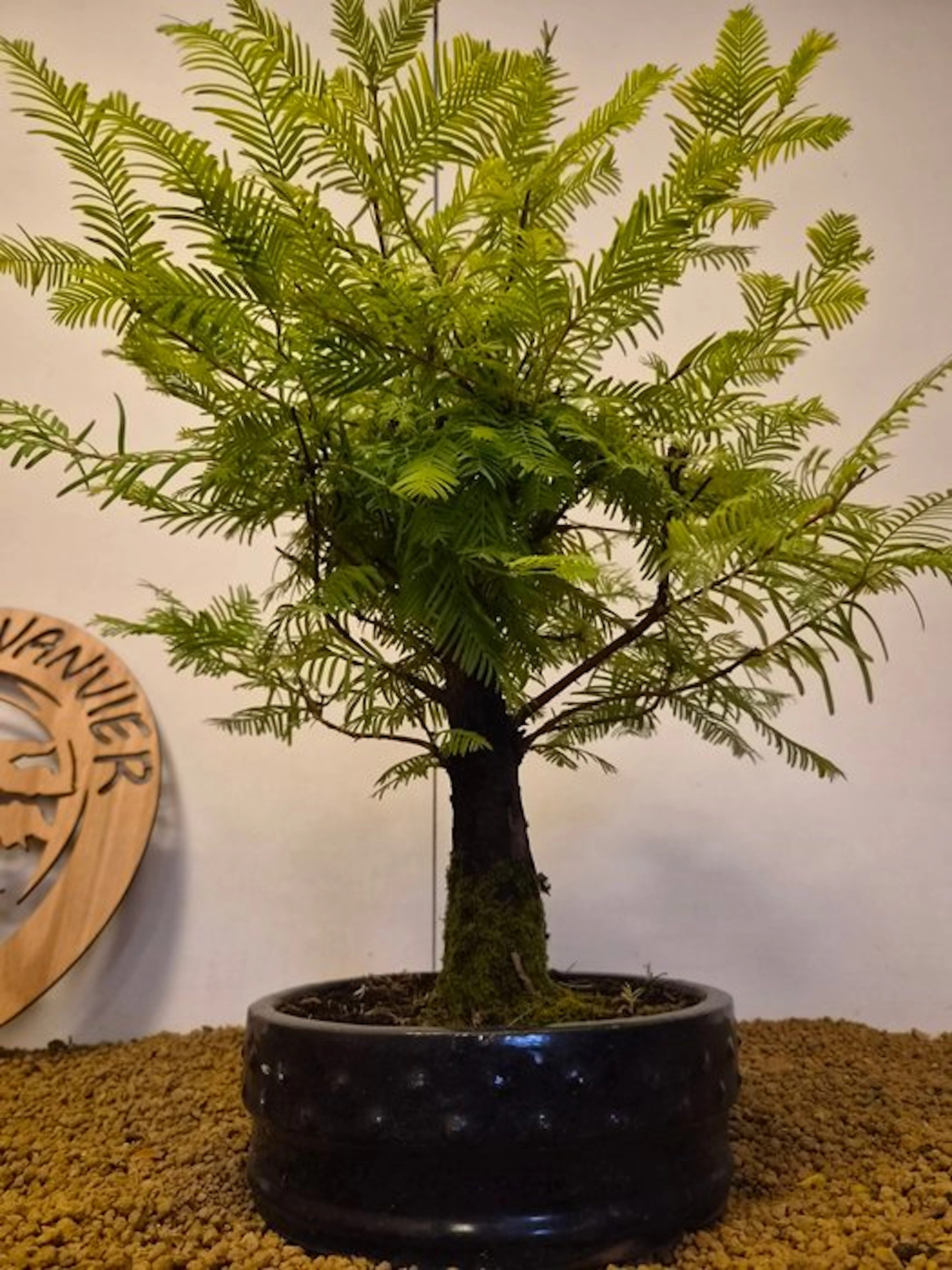 Coast/Dawn redwood bonsai (Sequoia) - Height (Tree): 48...