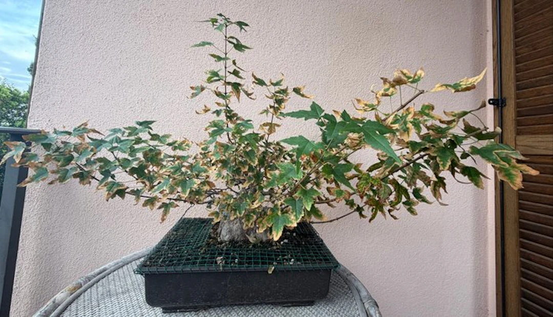 Trident maple bonsai (Acer buergerianum) - Height (Tree)...