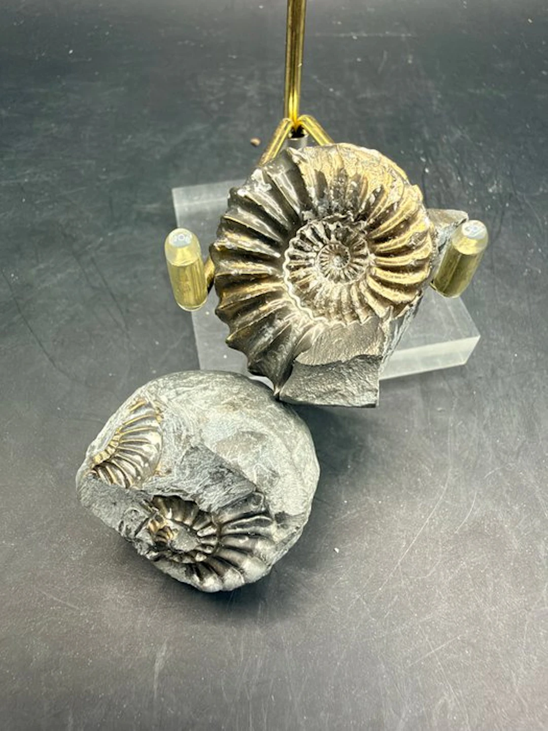 Ammonite - Fossilised animal - 3.4 cm (No reserve price)